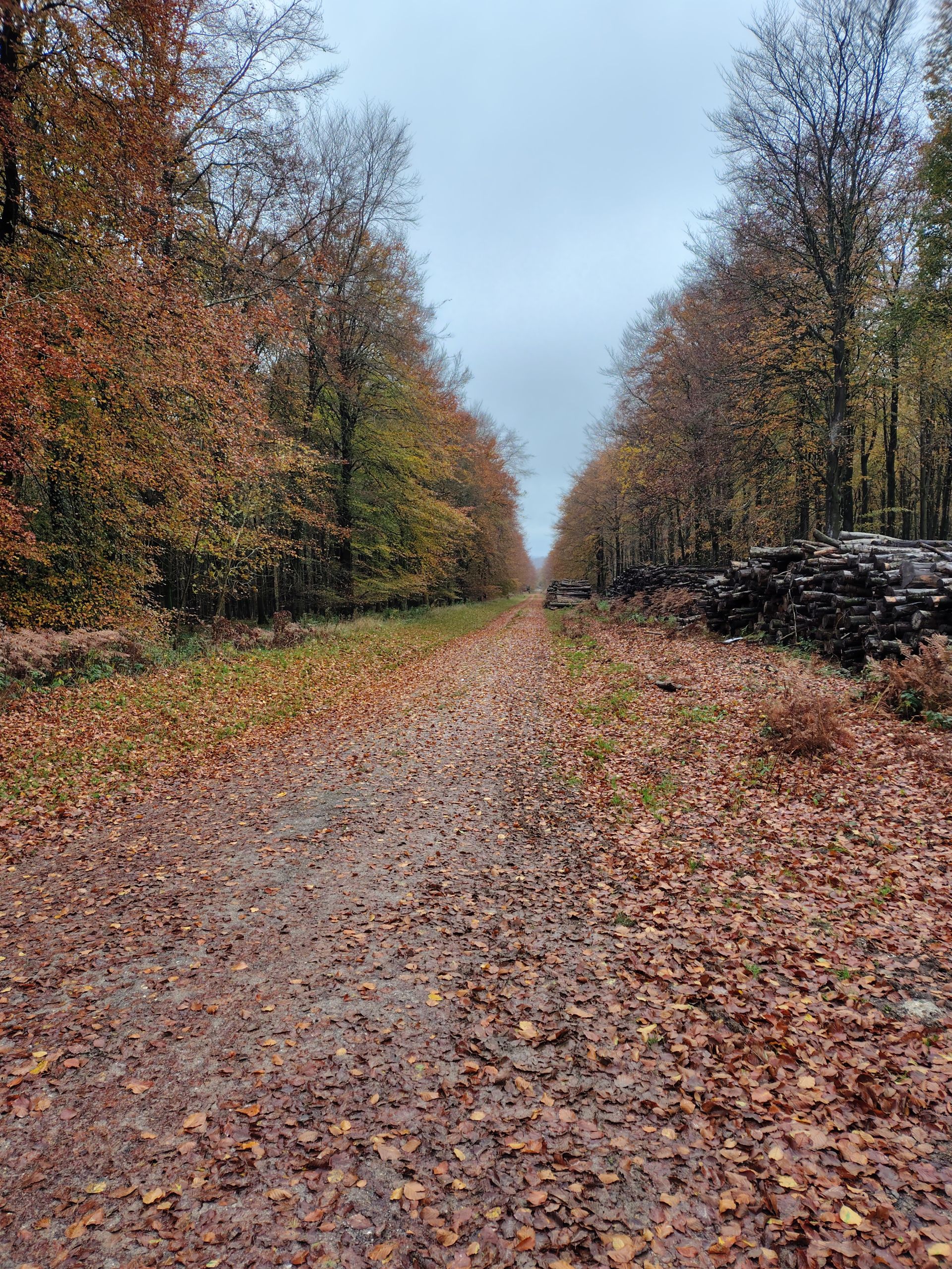 Track, Trees, Leaves, and Logs