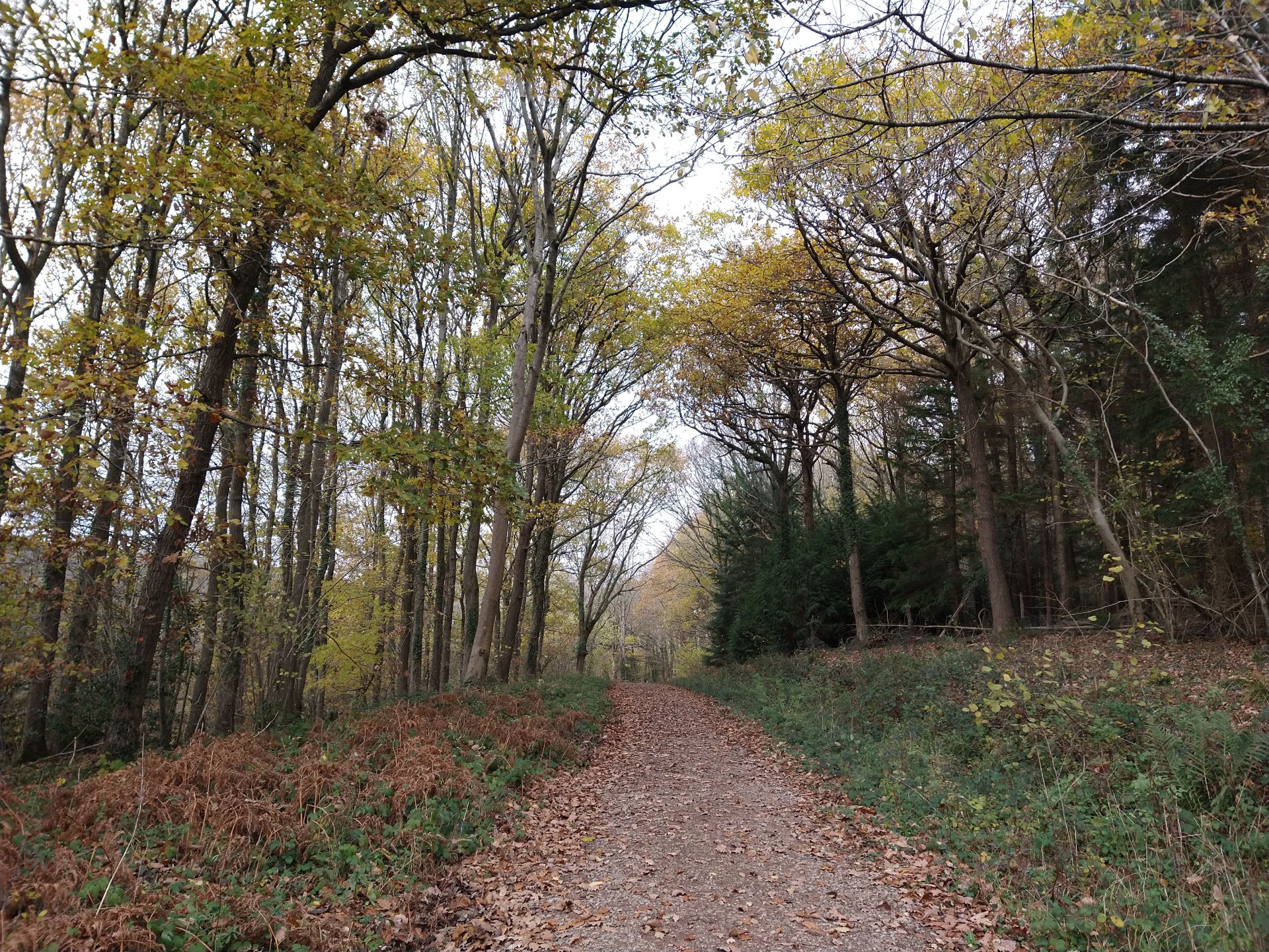 autumn woodland track