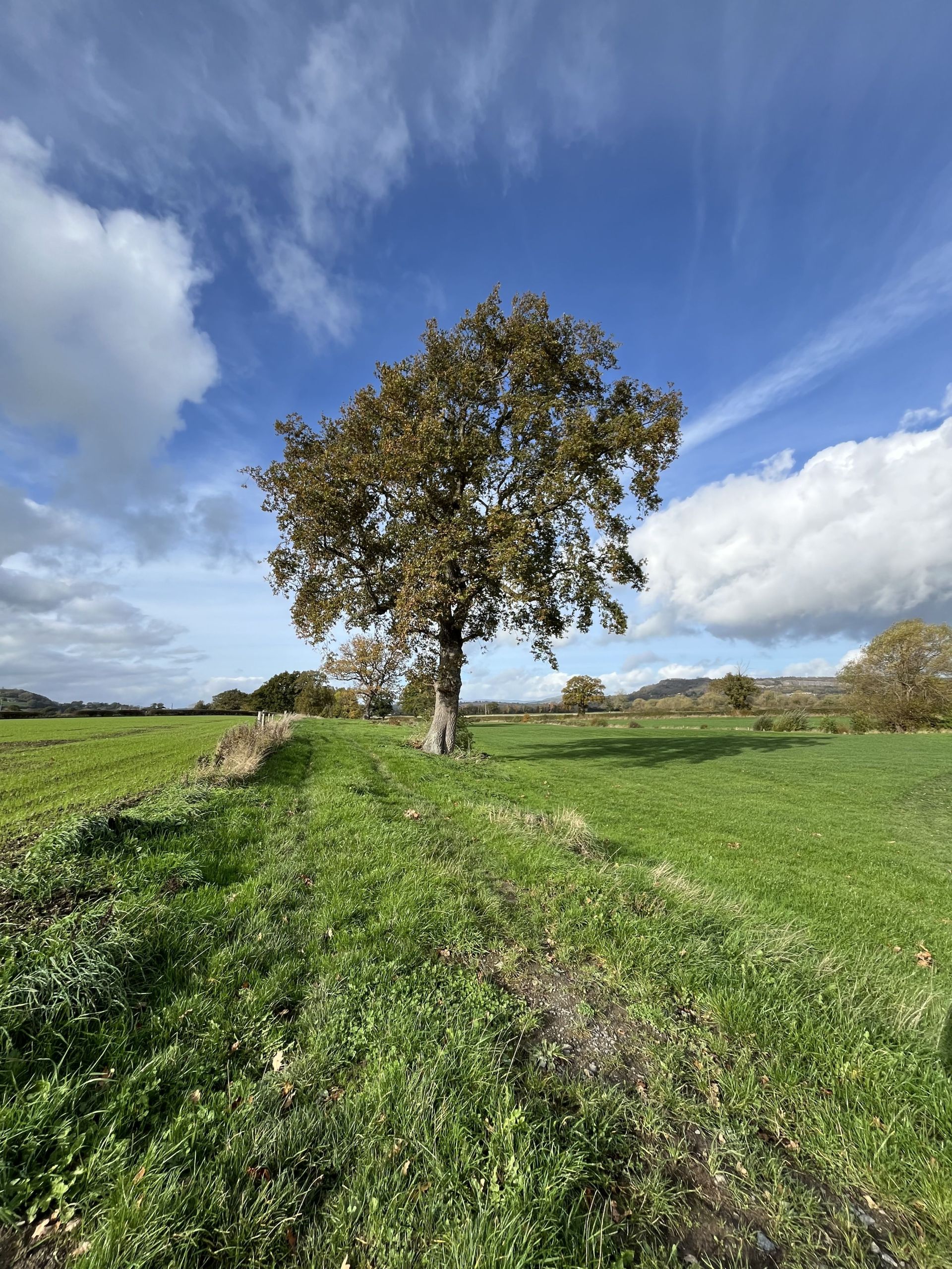 Field track and tree.