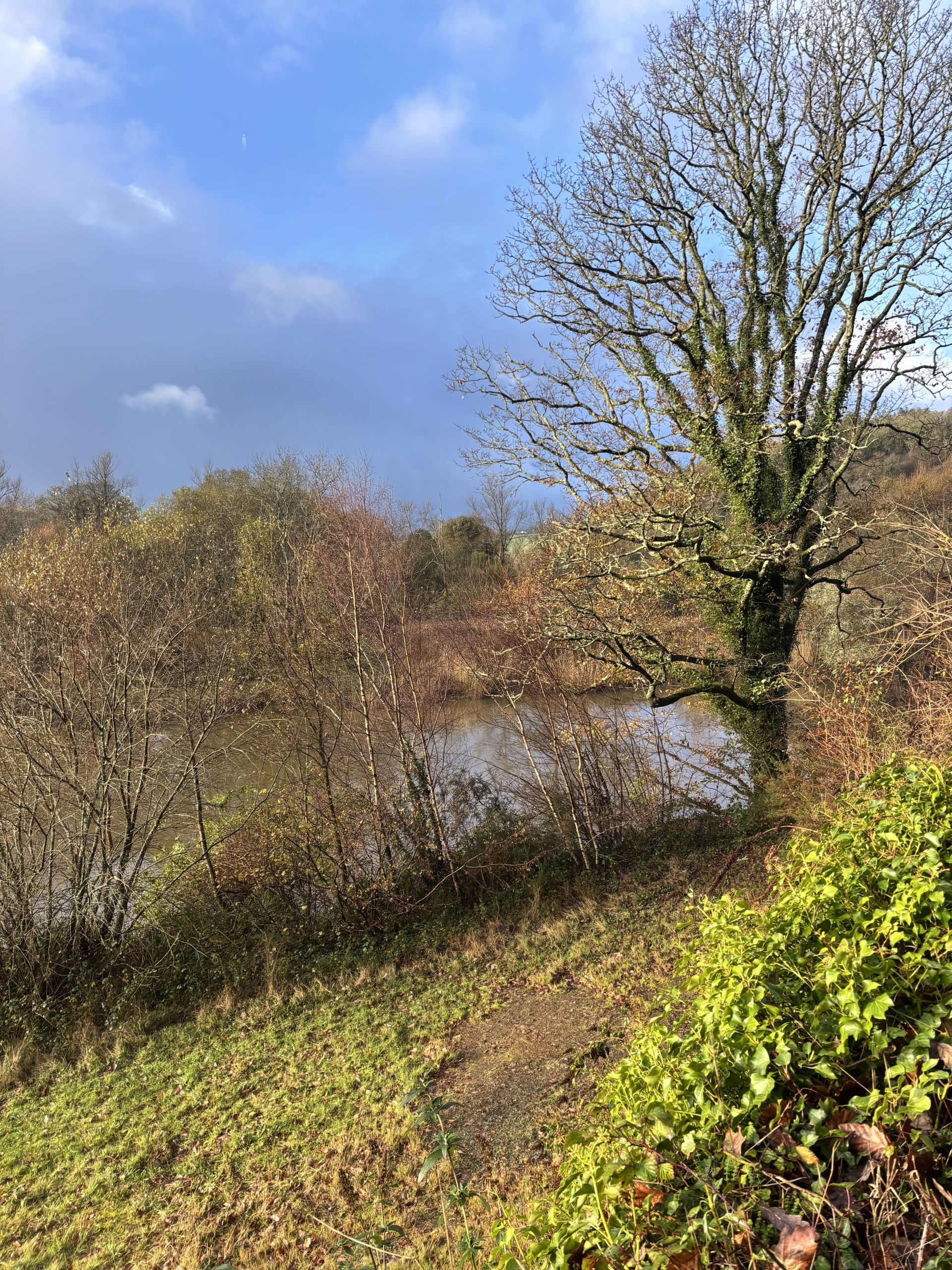 Along the bank of the River Tamar