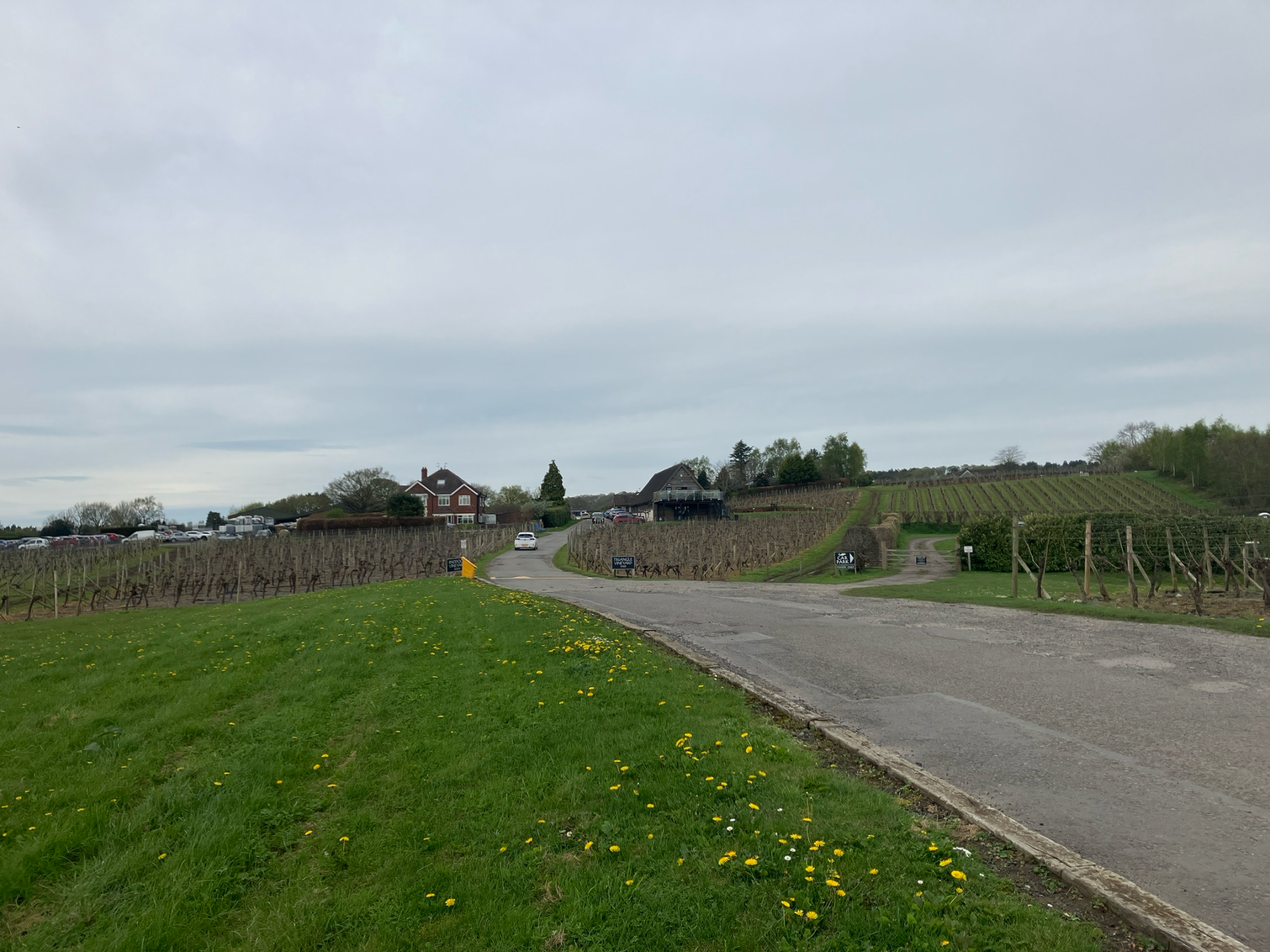 Halfpenny Green Vineyard