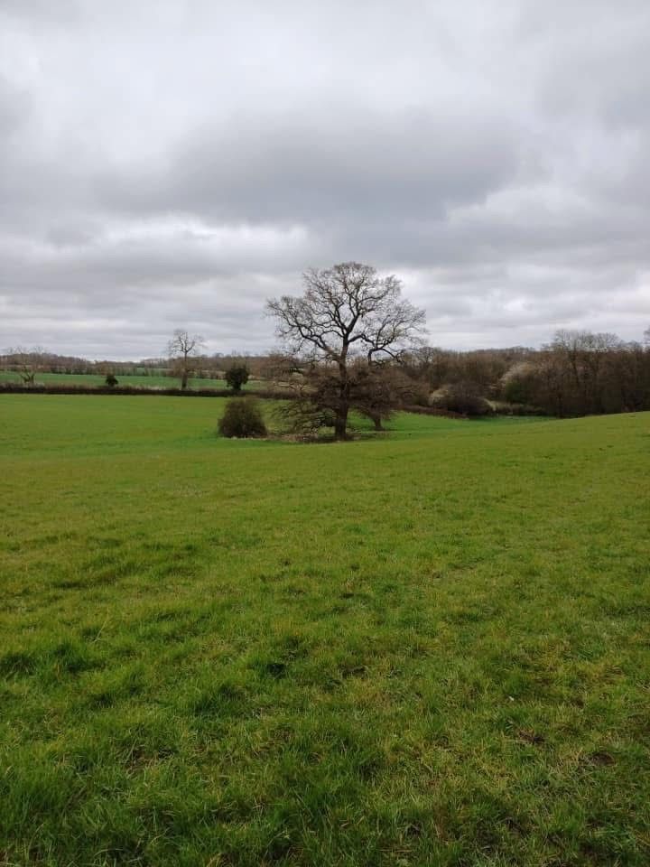 Tree in field