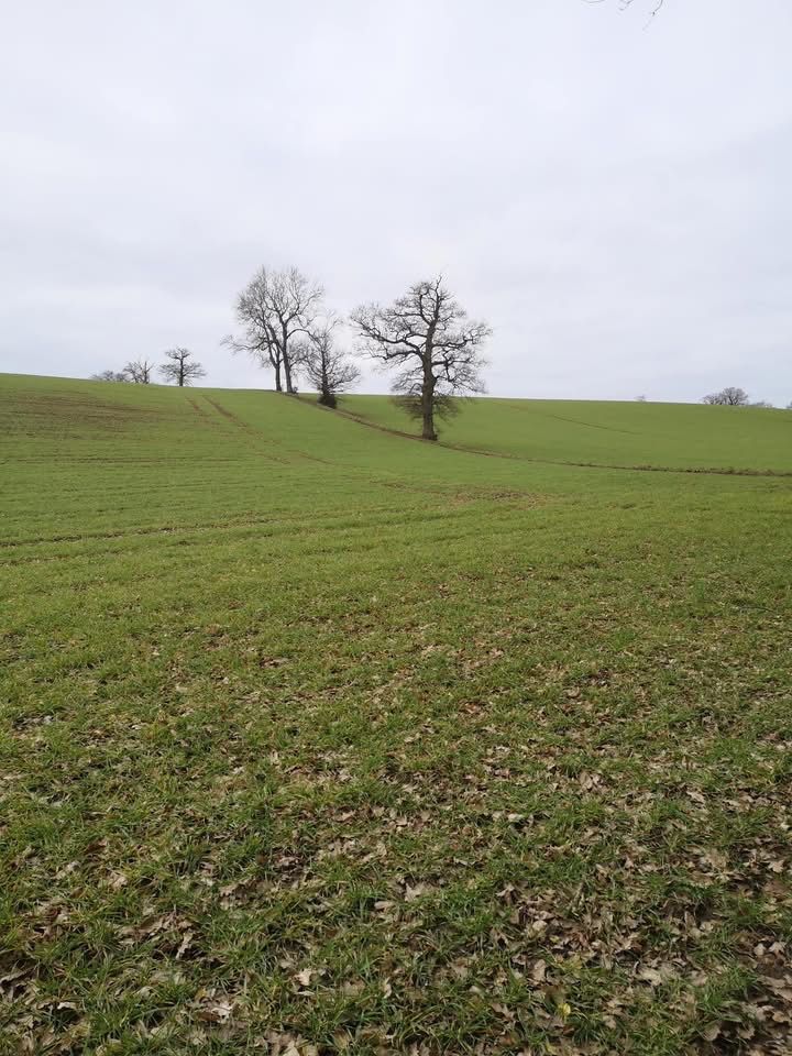 Trees in a winter landscape 