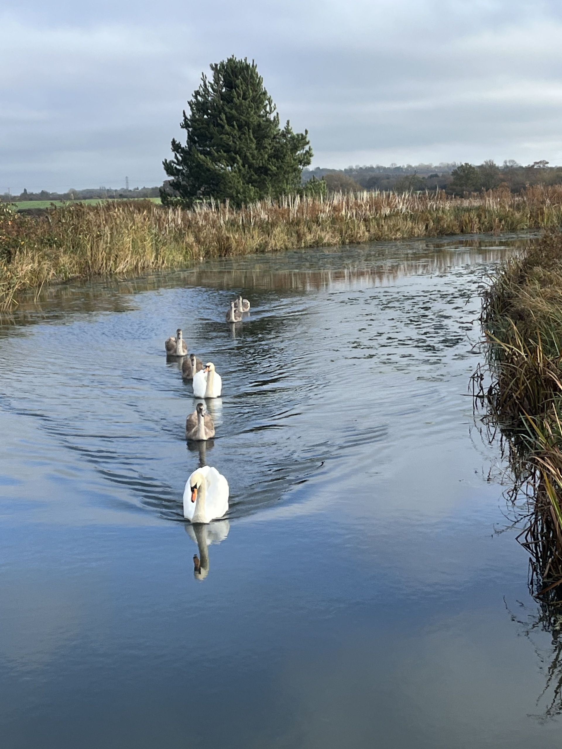 Swans in a row
