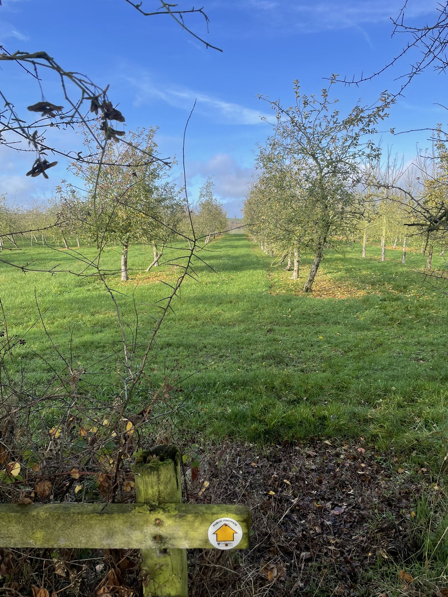 Entering the orchard