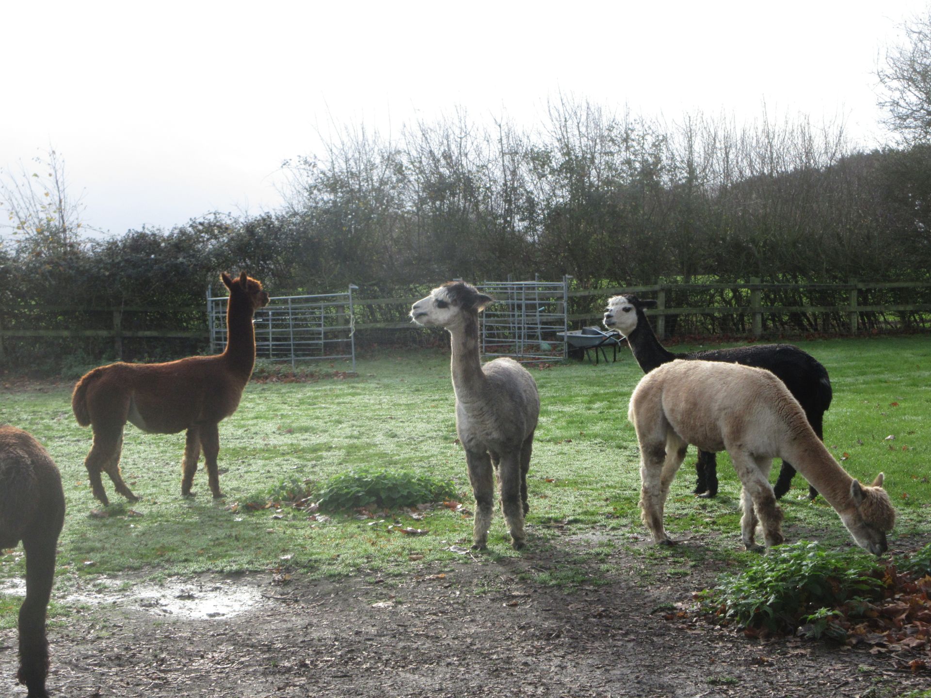 Alpacas at Howells Farm