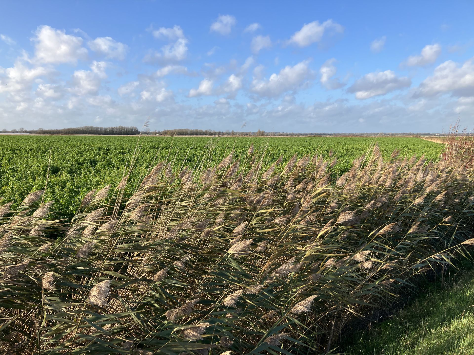 Fields on the way to the sea wall 