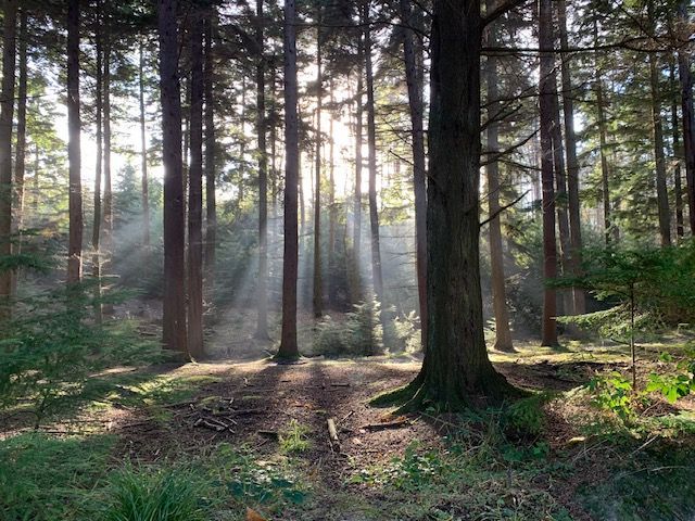Magical view of trees