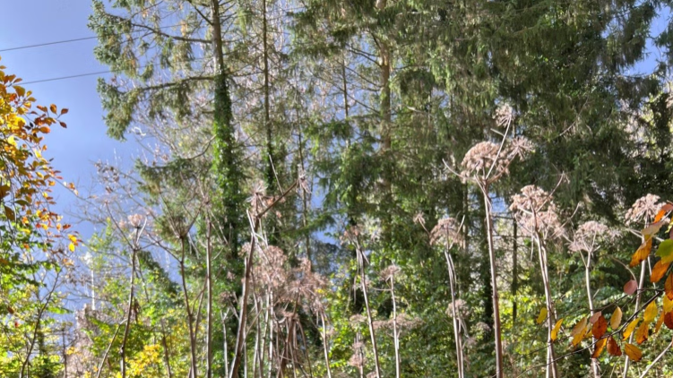 A photo of a woodland