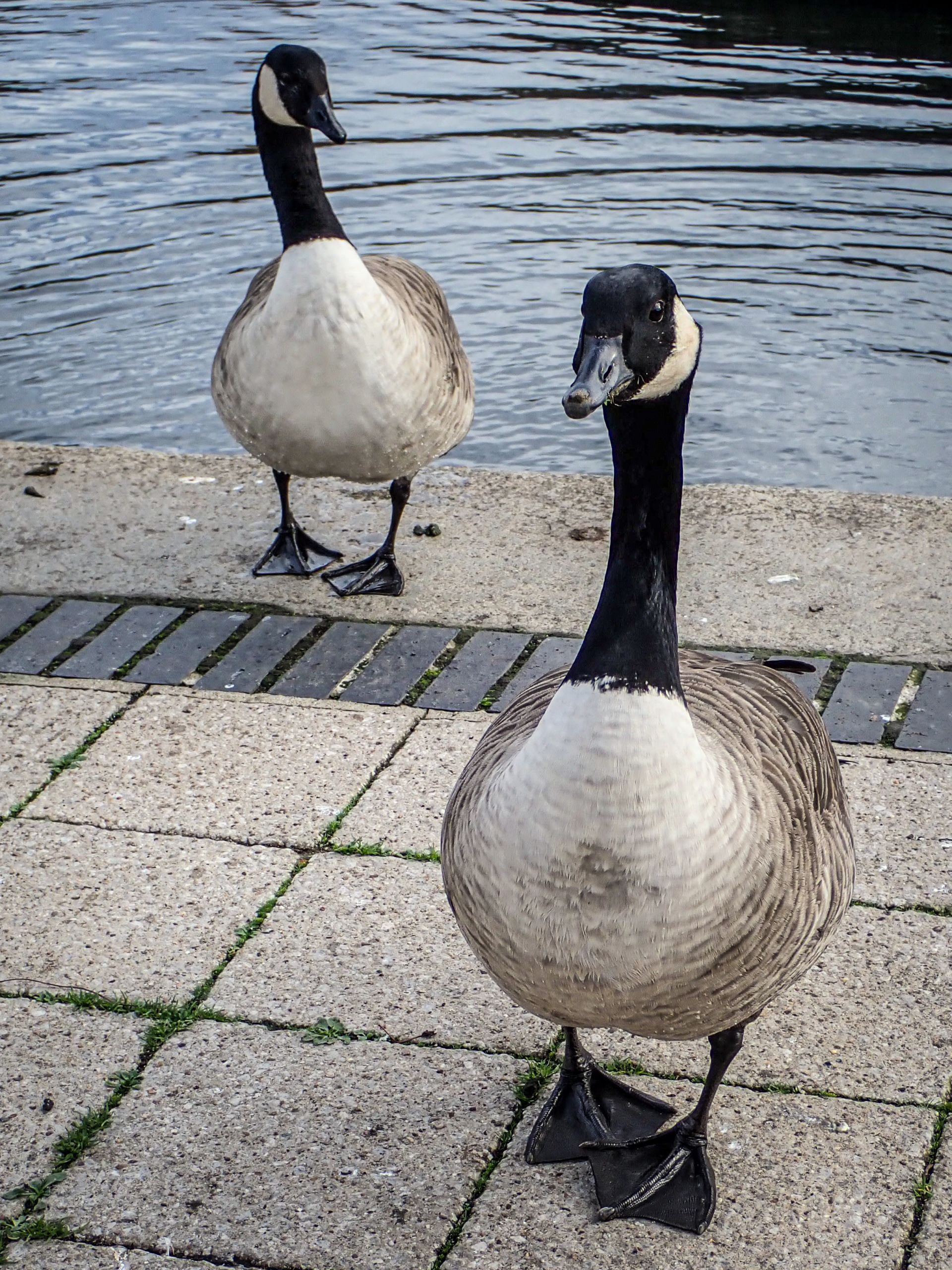 Geese