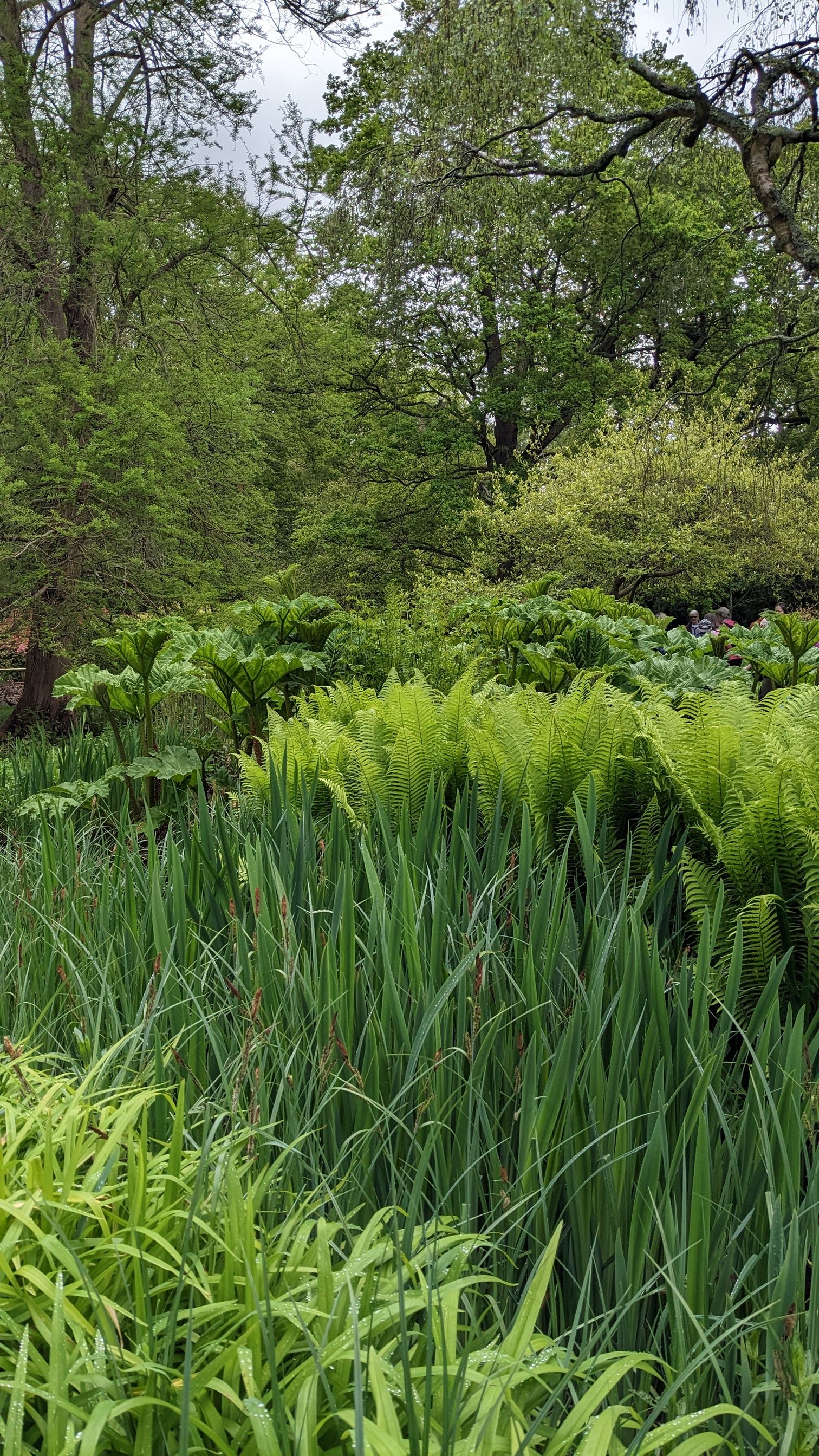 Reeds by the river