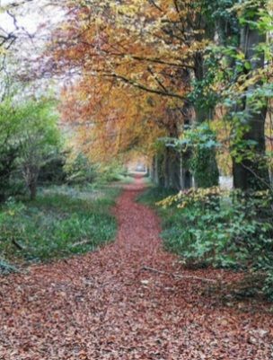 woodland Path