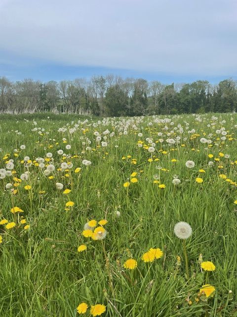 wildflower meadow