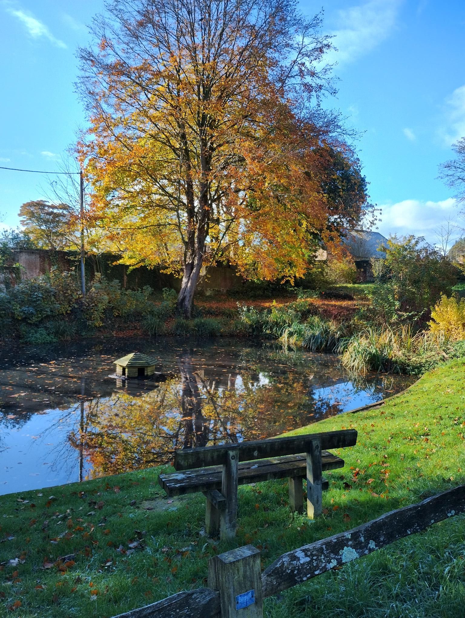 Winter tree beside duck pond