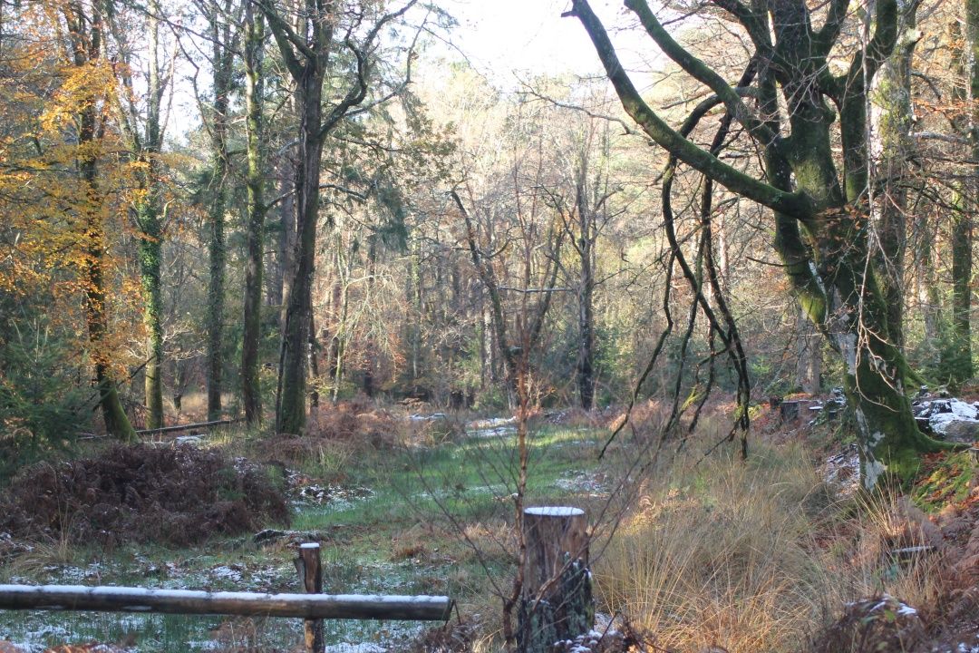 woodland in winter