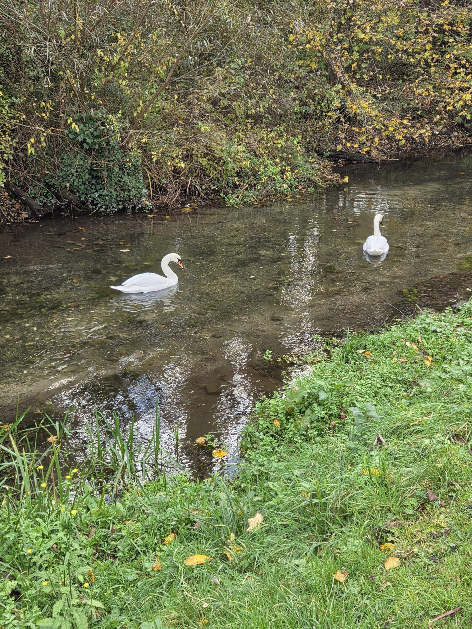 Swans on the itchen