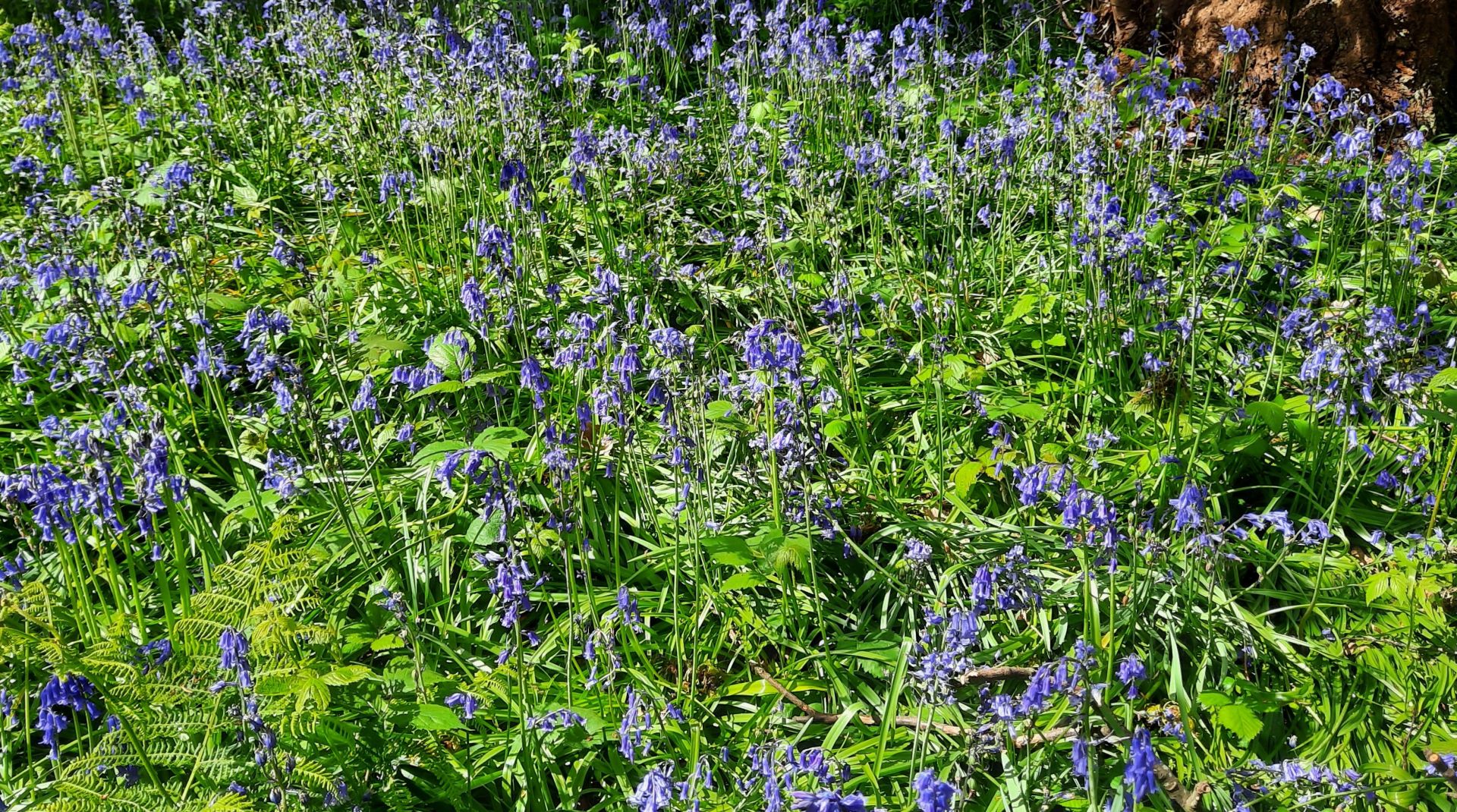 Bluebells