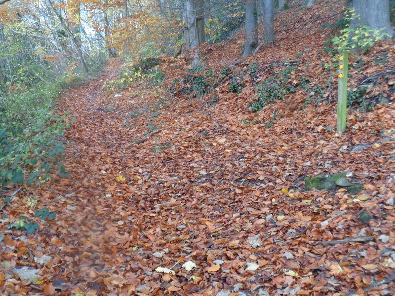 Lovely leaves but slippery if wet.