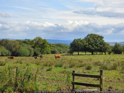 Cattle at Dilhorne Park, copyright Gerald England, used under Creative Commons licence v2.0.