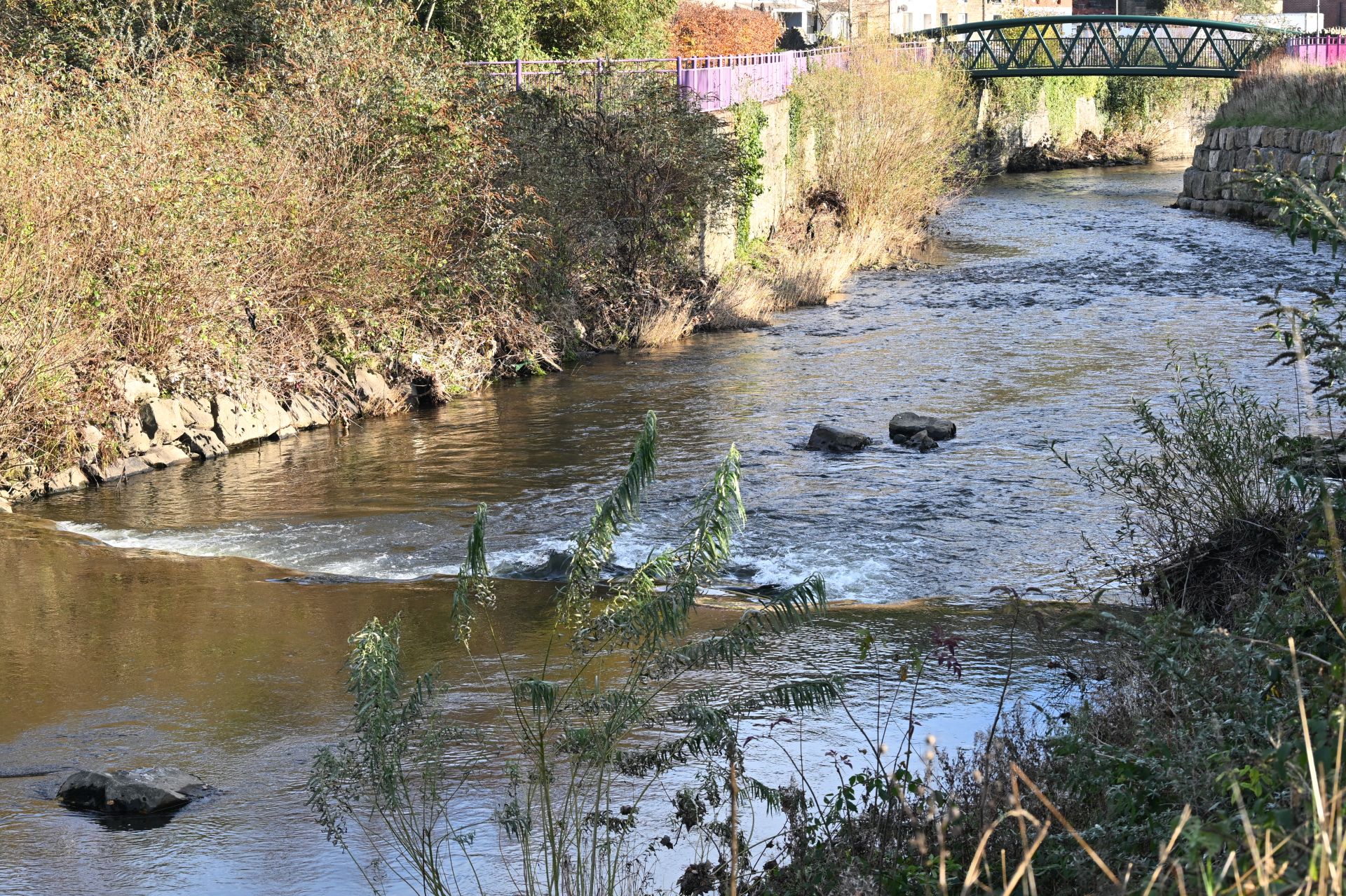 Mountain Ash- up the Mountain and down again.
