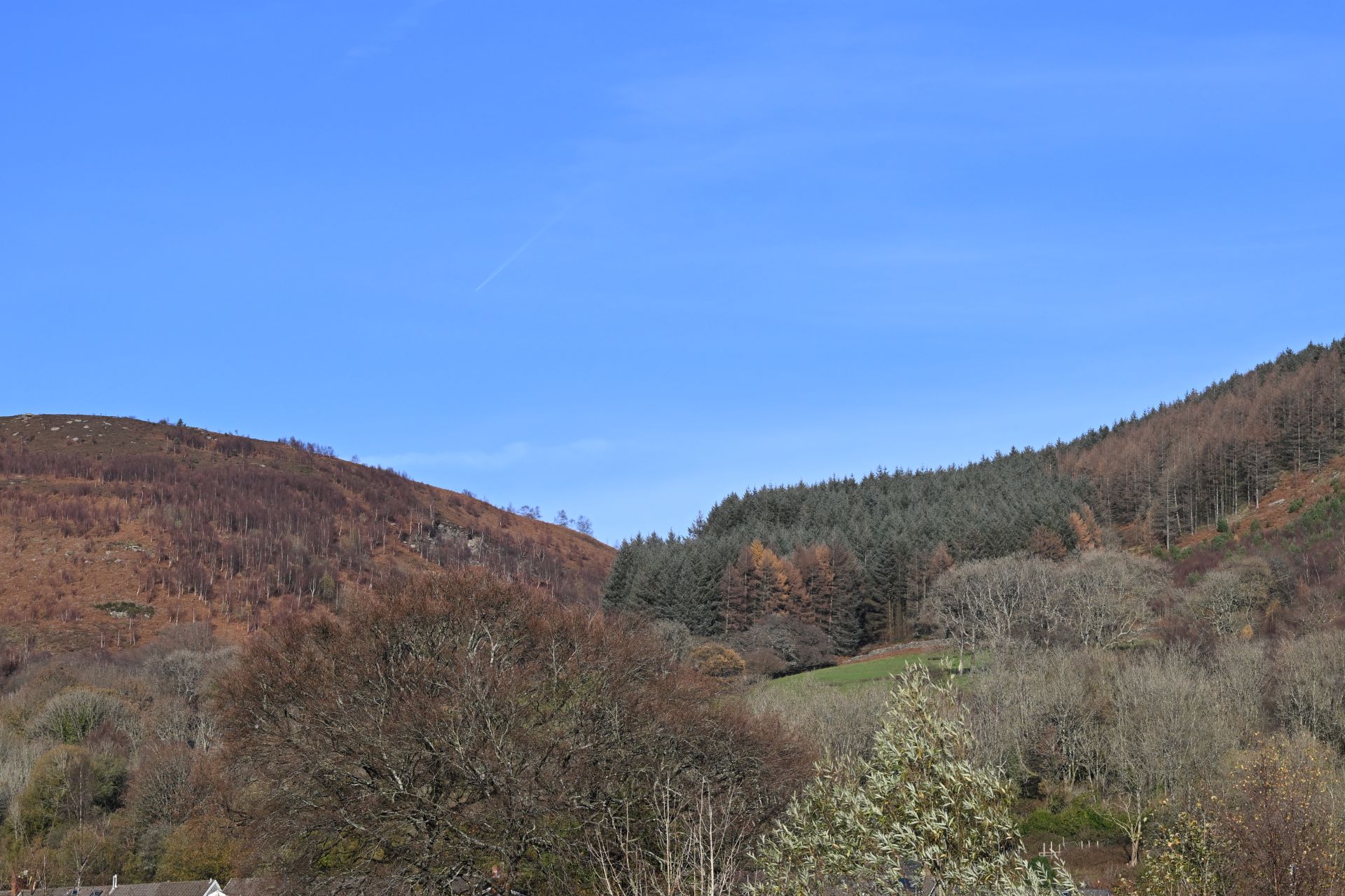 Mountain Ash- up the Mountain and down again.