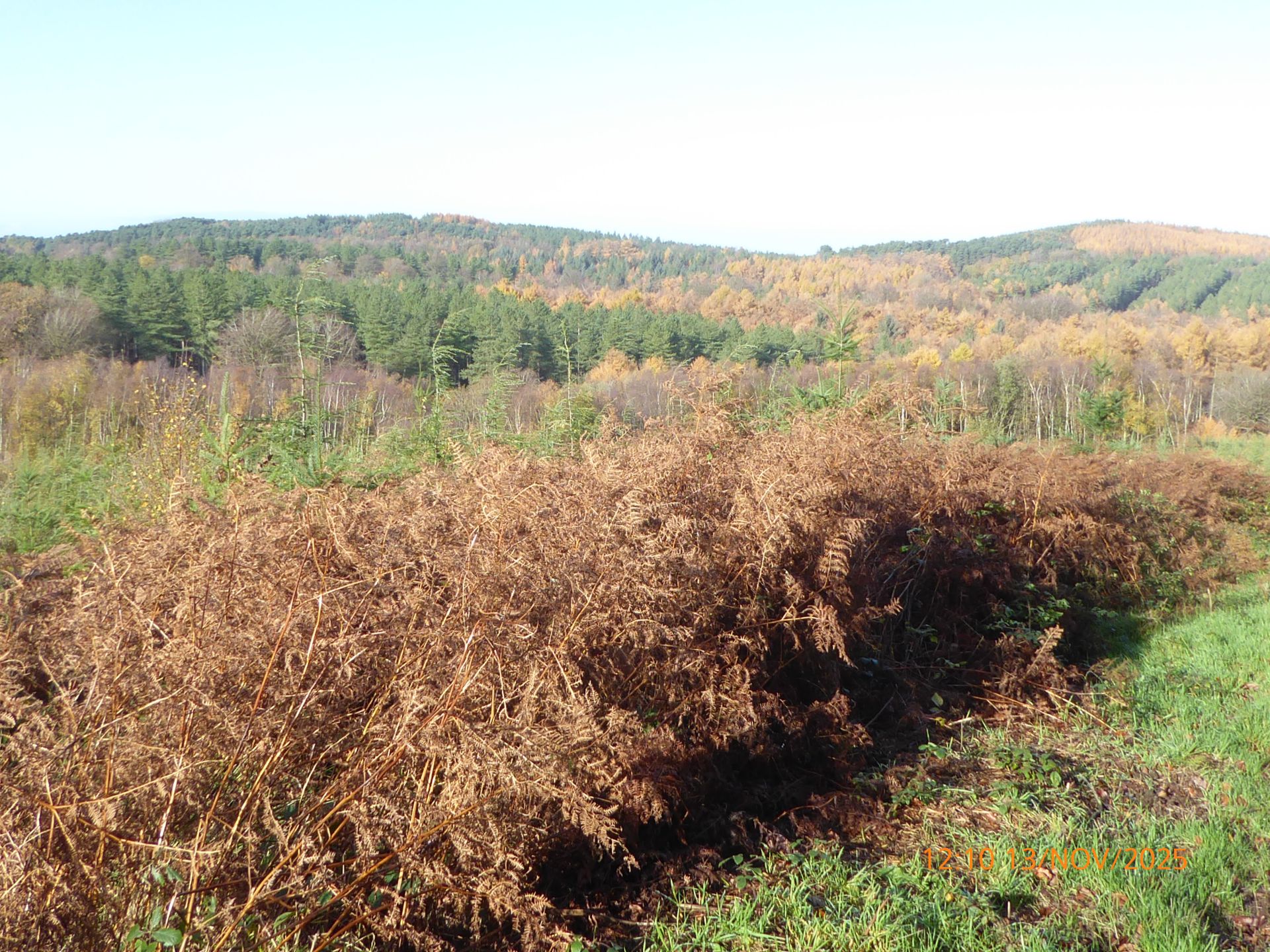 Views over Cannock Chase.