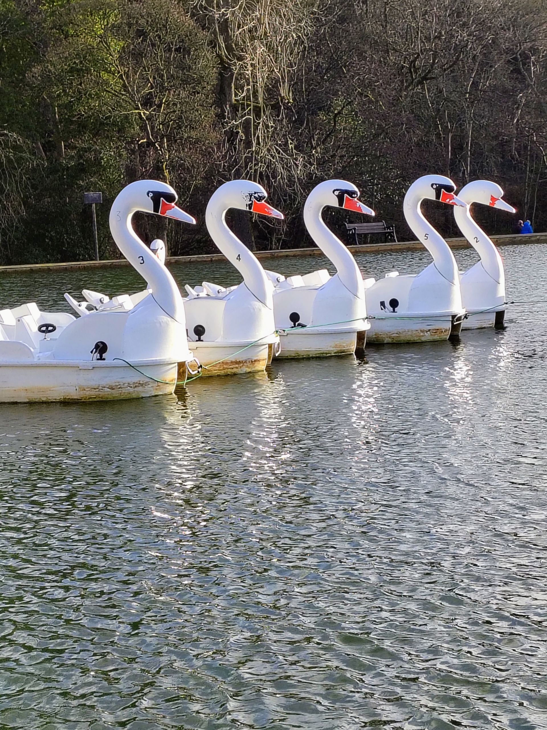 Swan boats, Millhouses Park