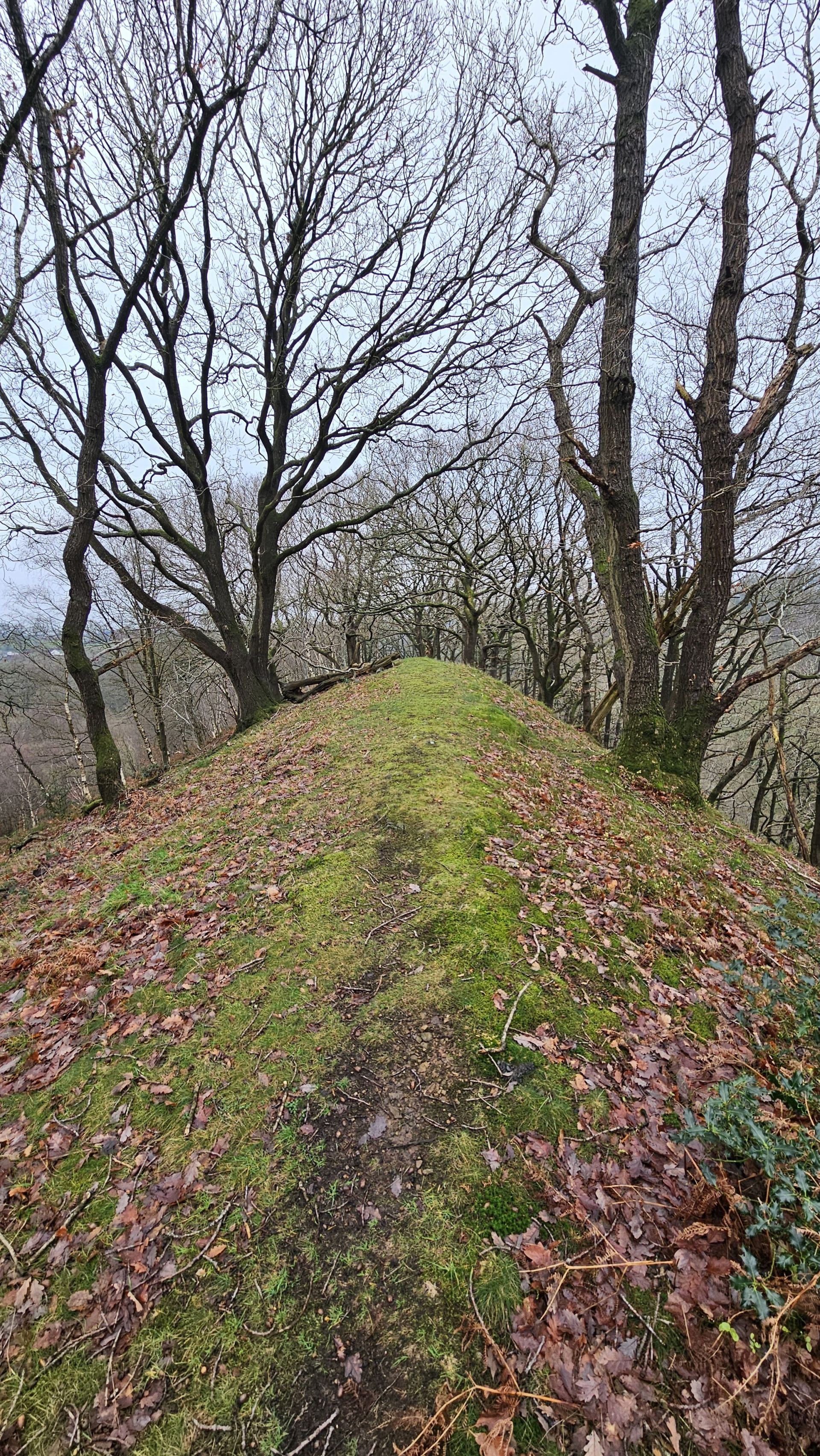 Steep edge through the woodland