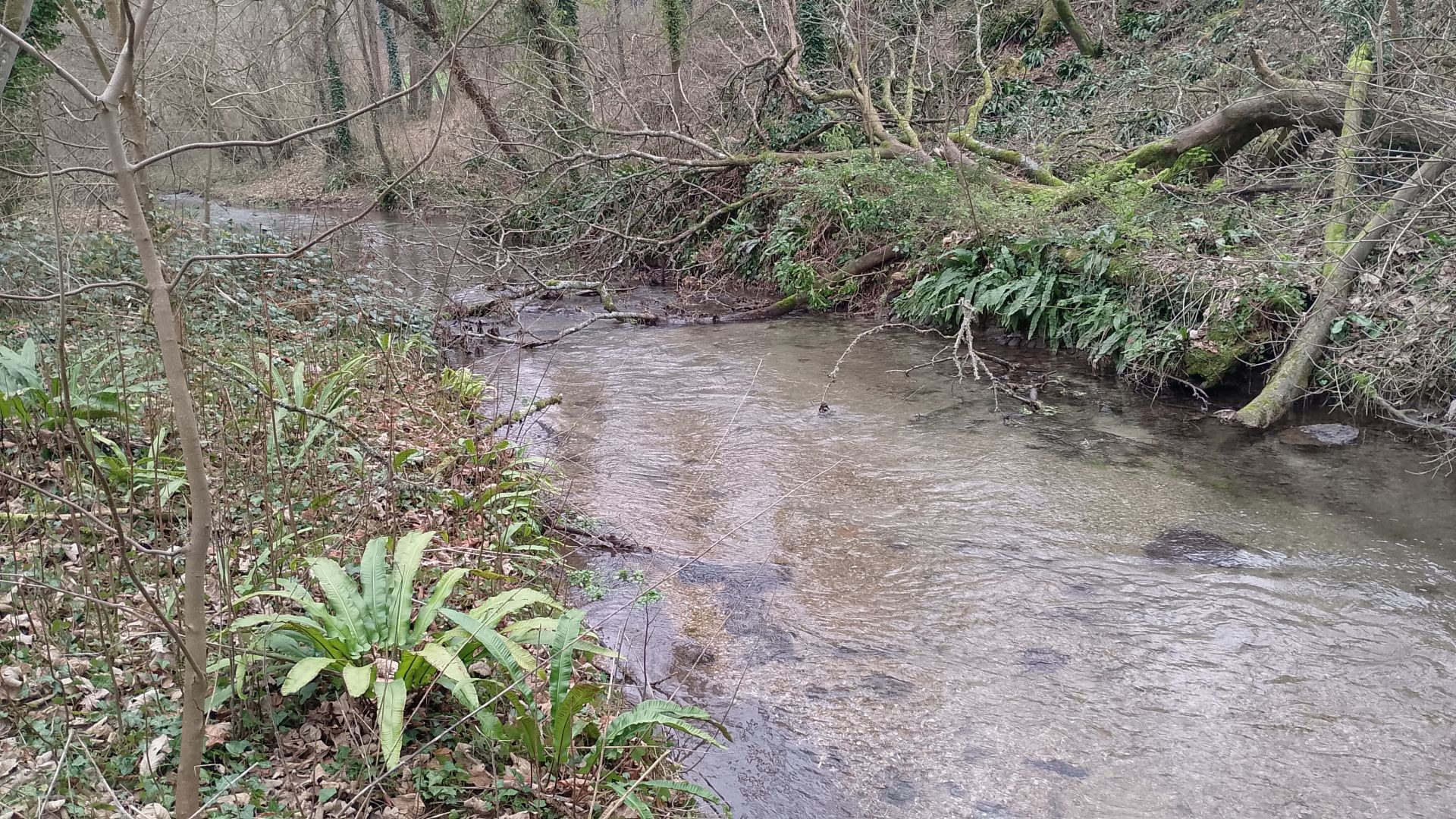Stream near Ovington