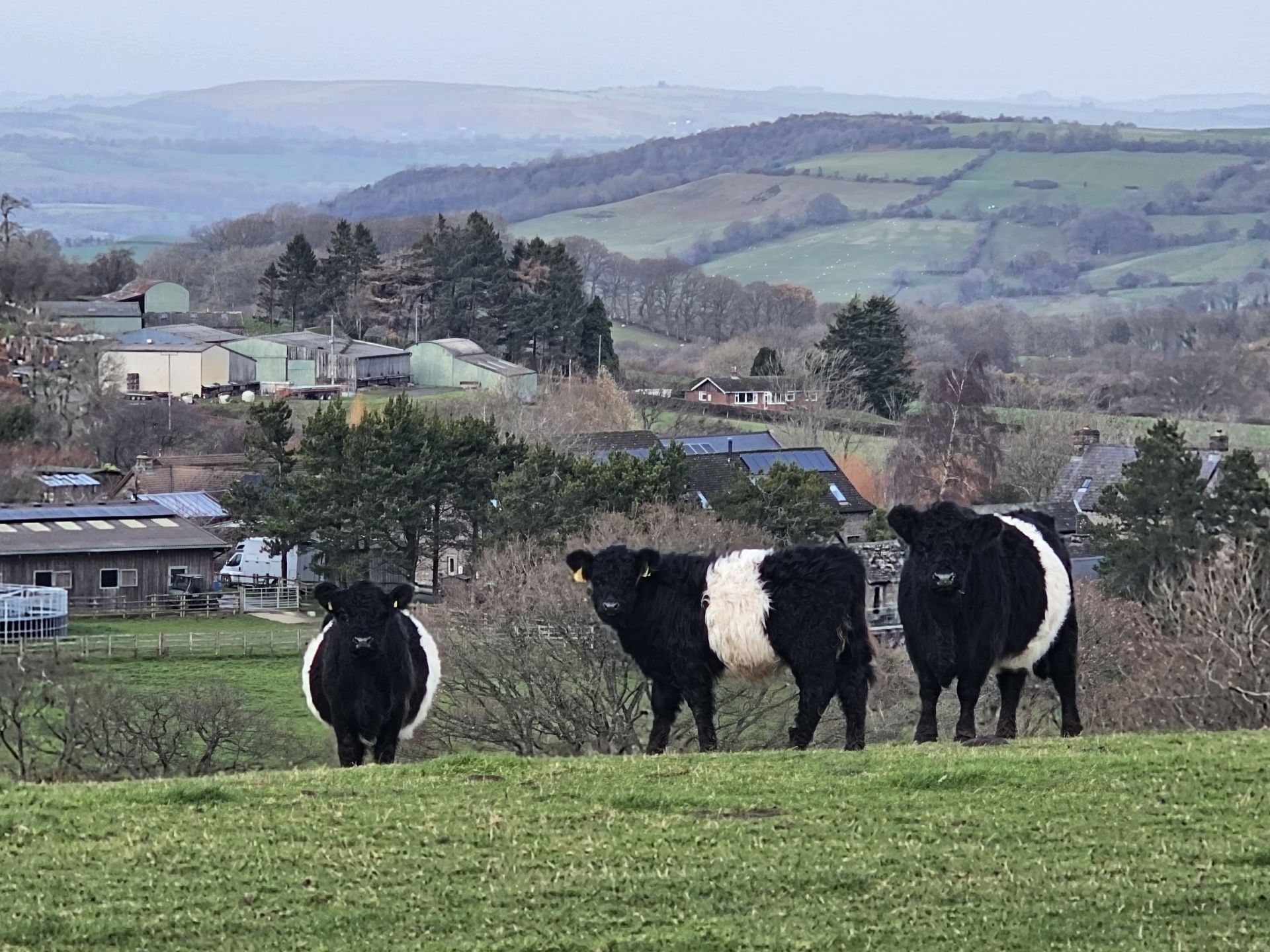 Belted Galloways