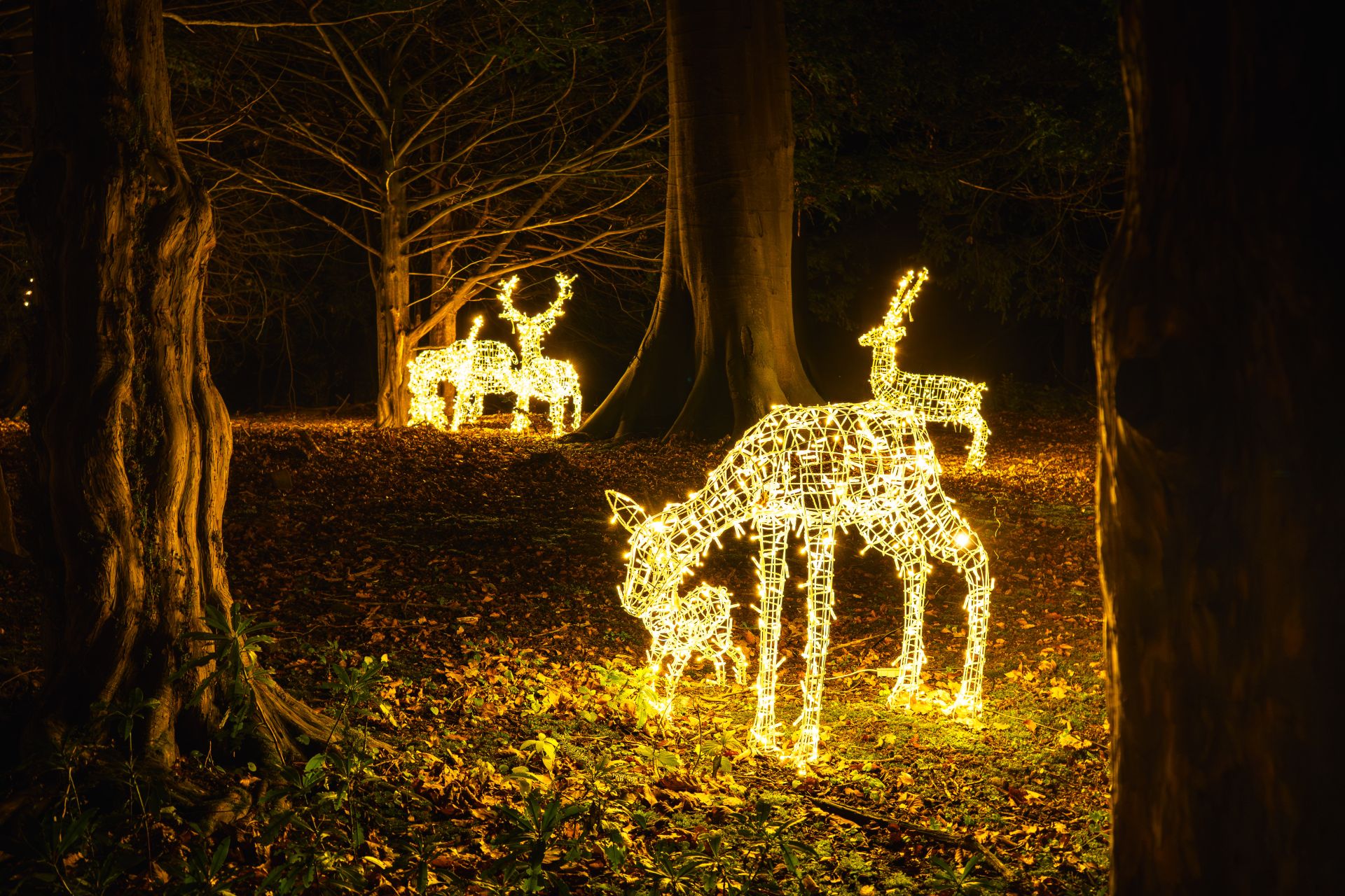 Photo 3 of the garden provided by the Swinton Estate 