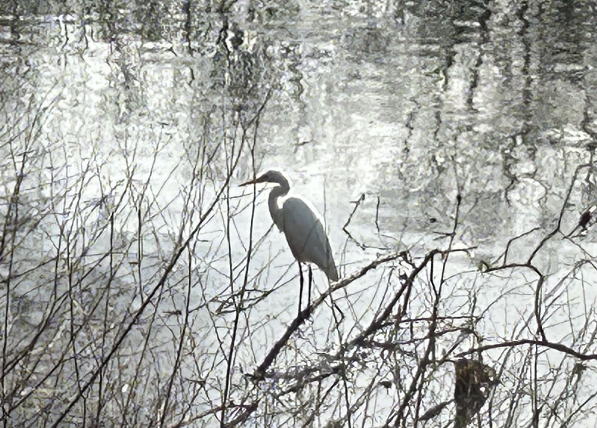 Egret