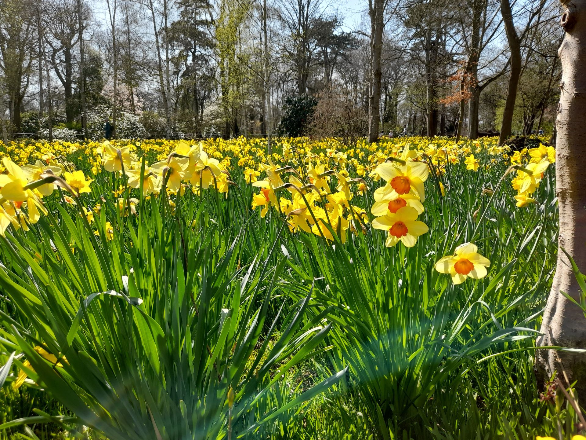 spring daffodils