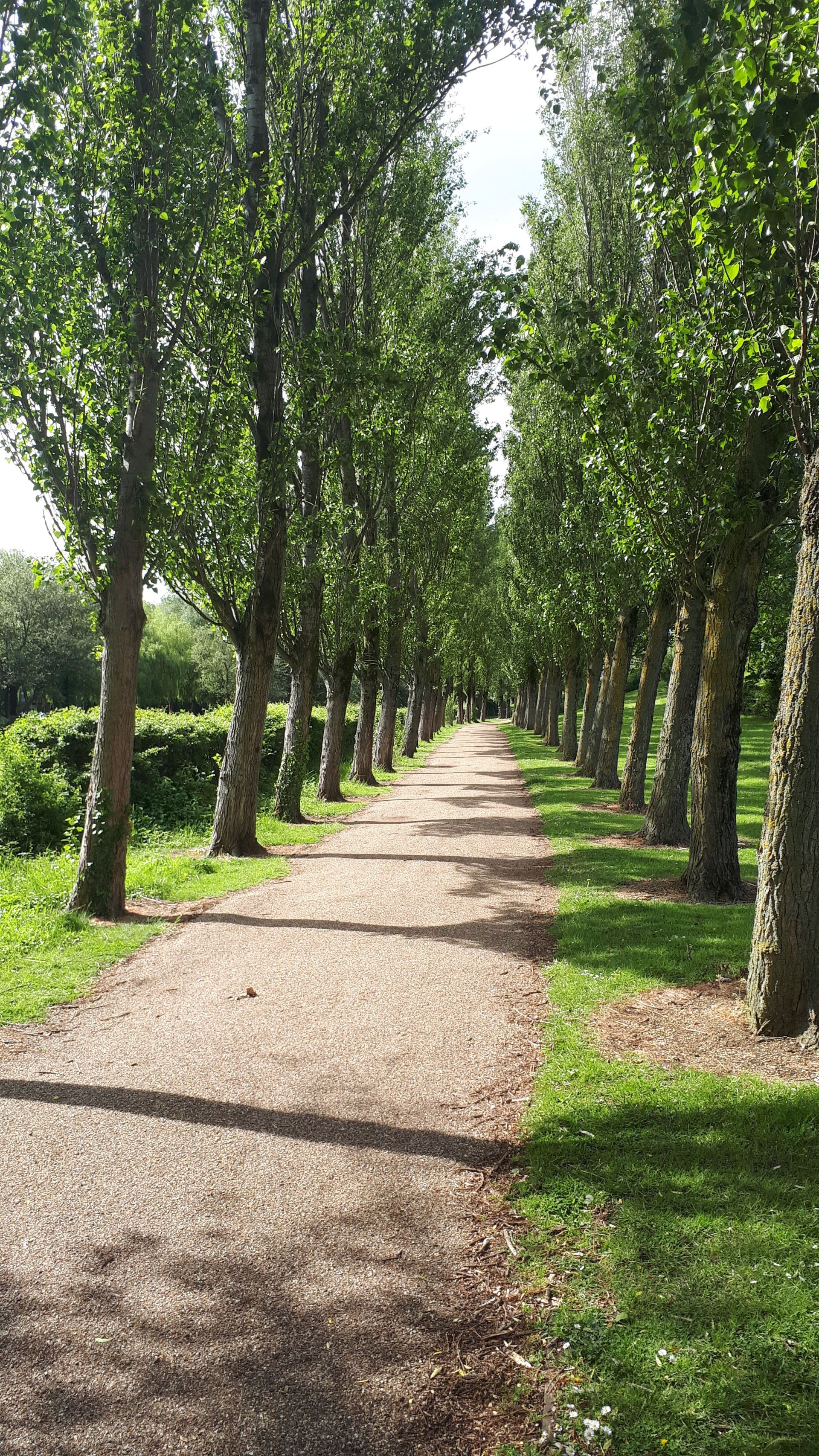 canal walk lined with trees