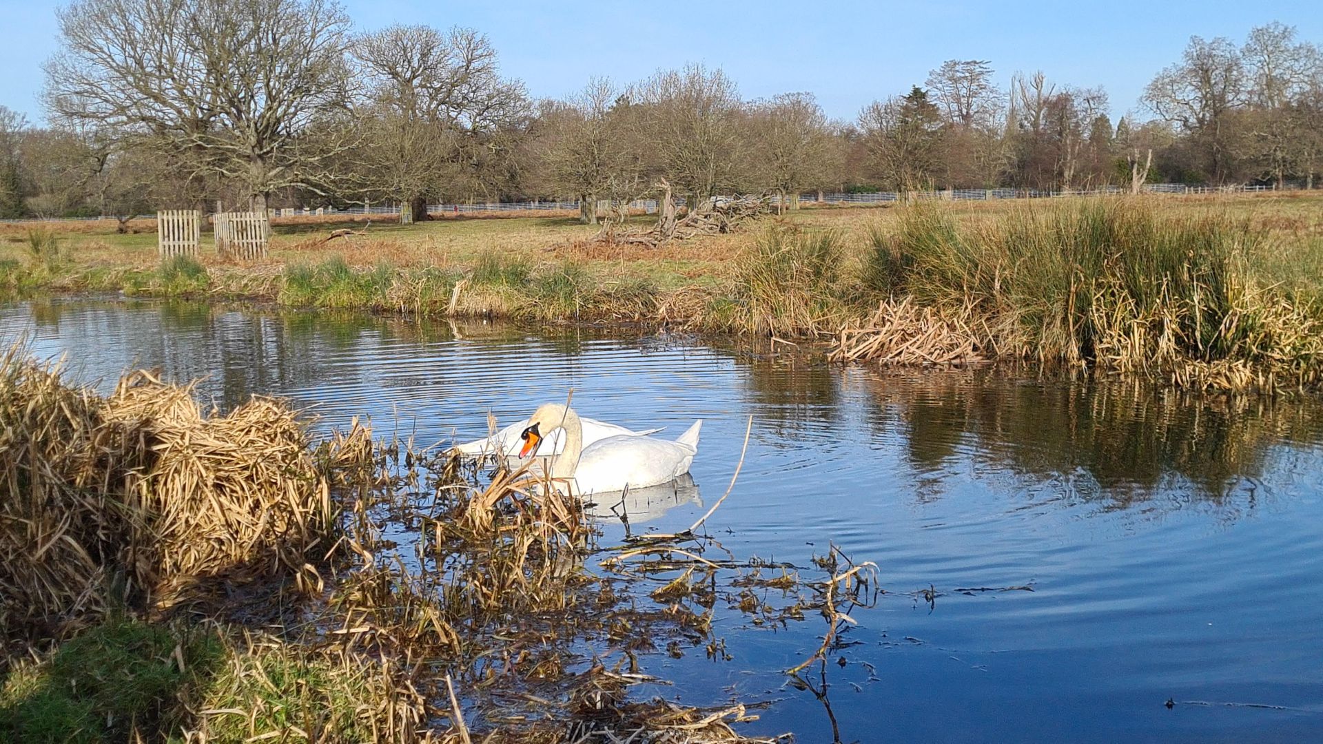 River view with swans