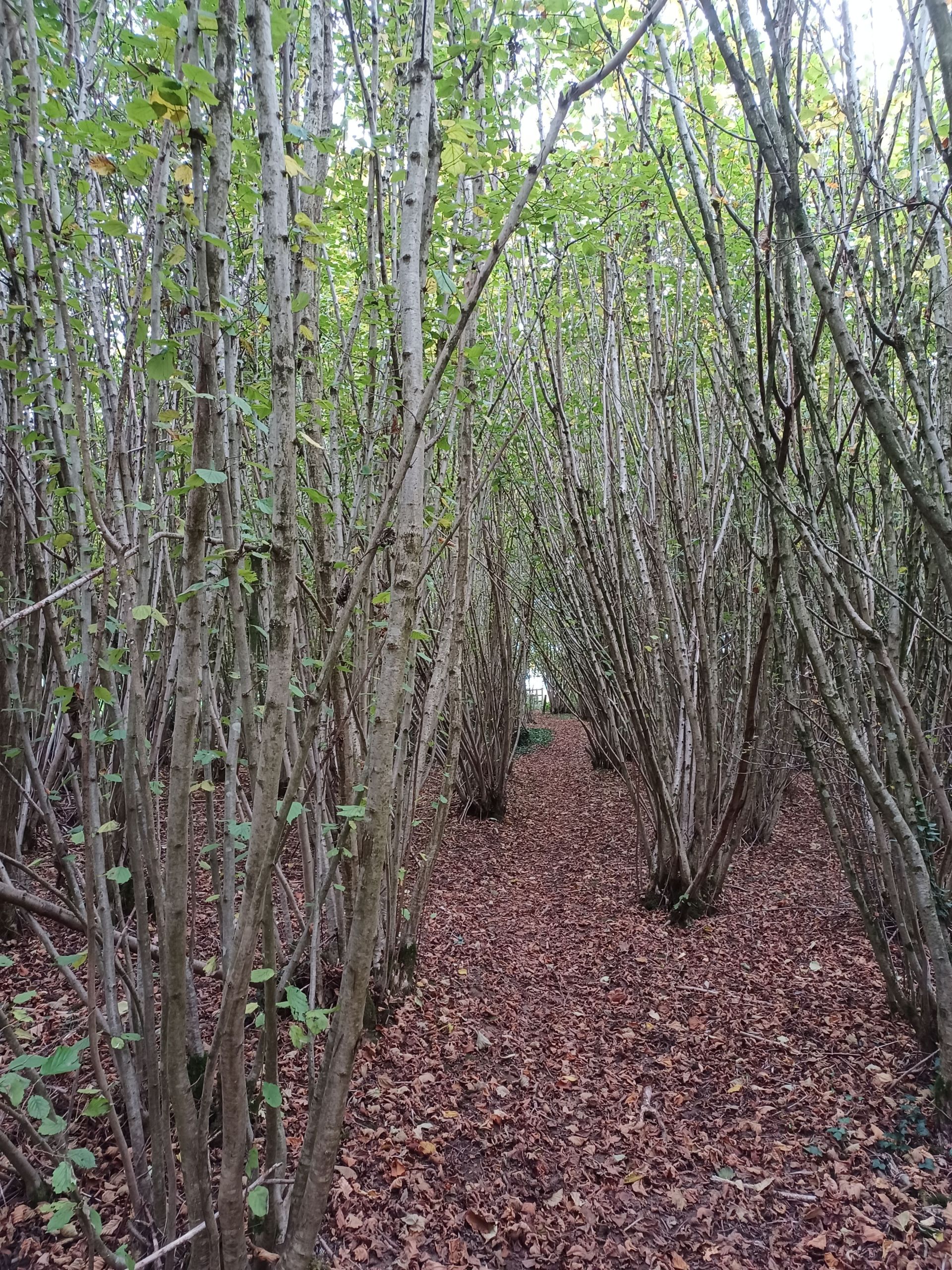 Coppiced woodland near Gambledown.