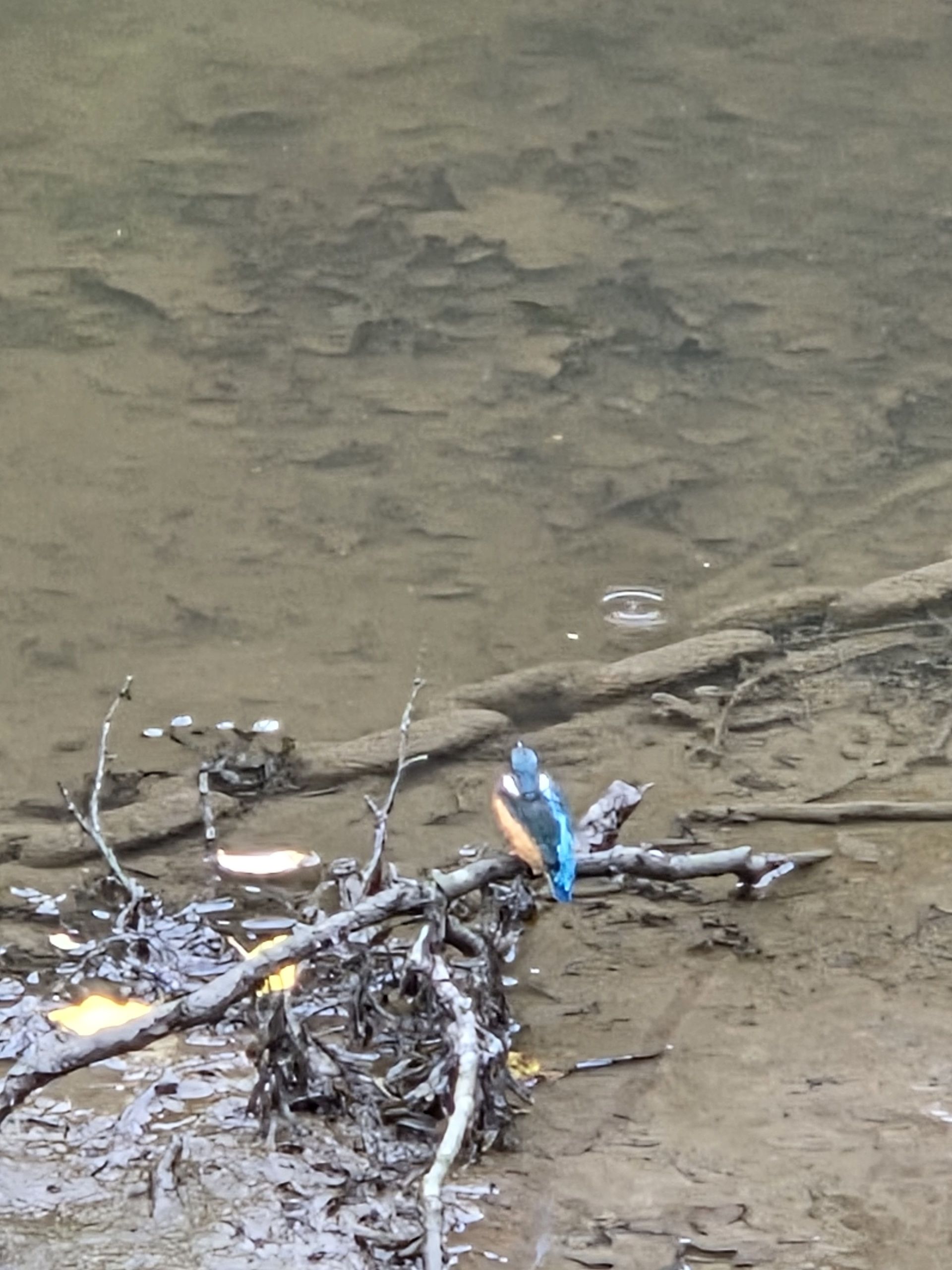 Photograph of Kingfisher in the River Almond