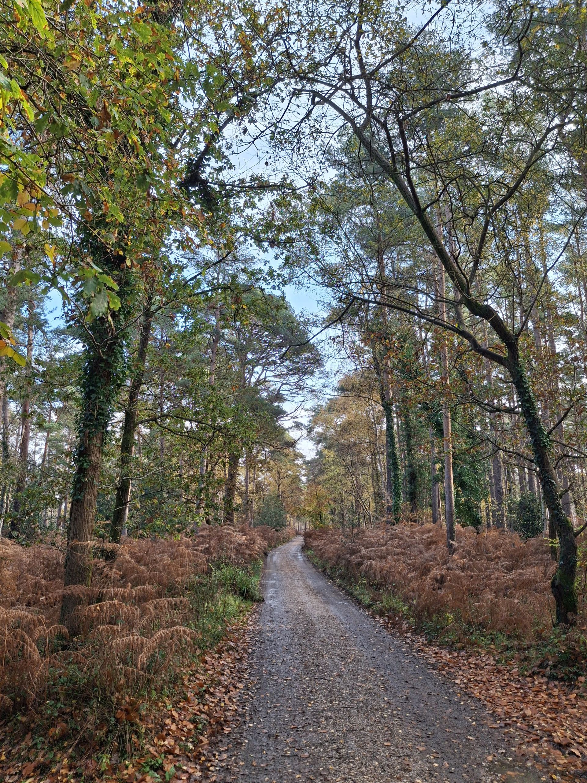 The woodland track along the south of the Roydon Woods Nature Reserve