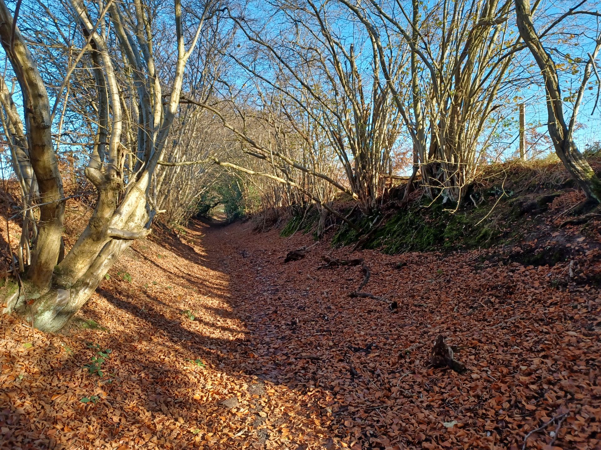 Path covered with autumn leaves