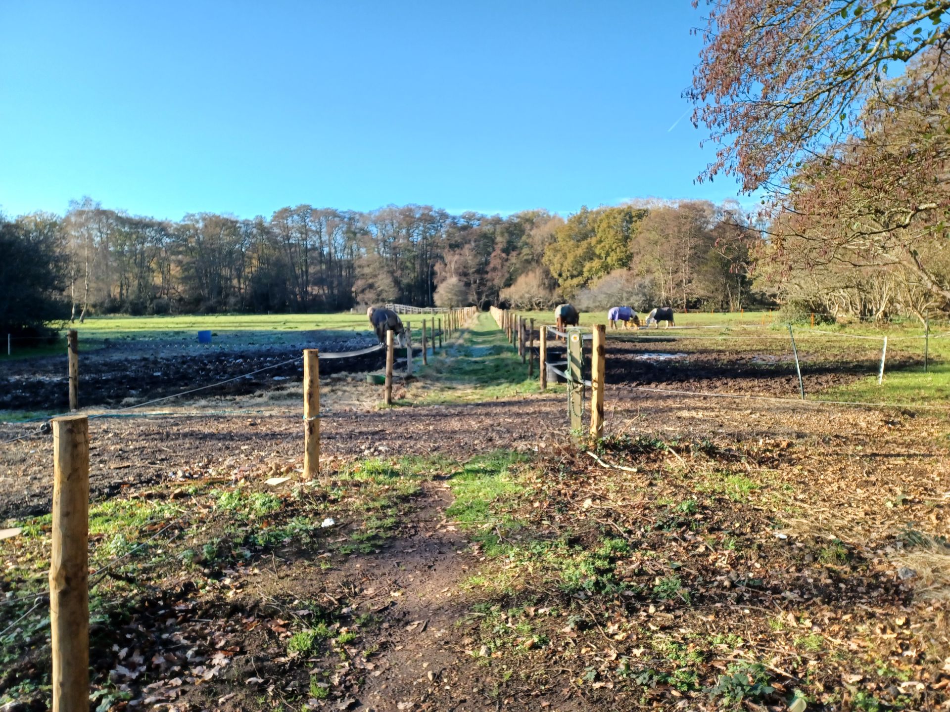 Path through field with cows