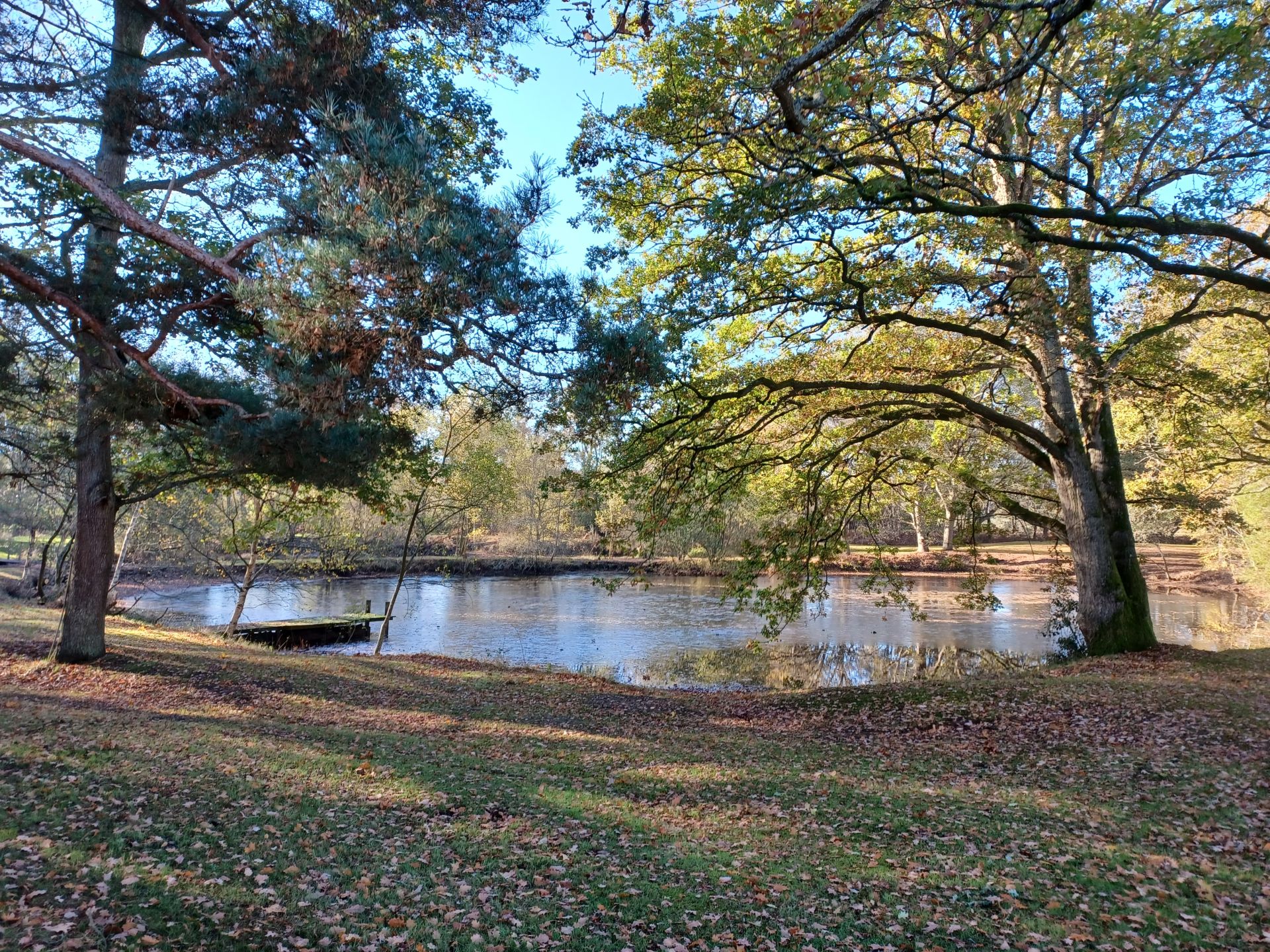 View of pond between 2 trees