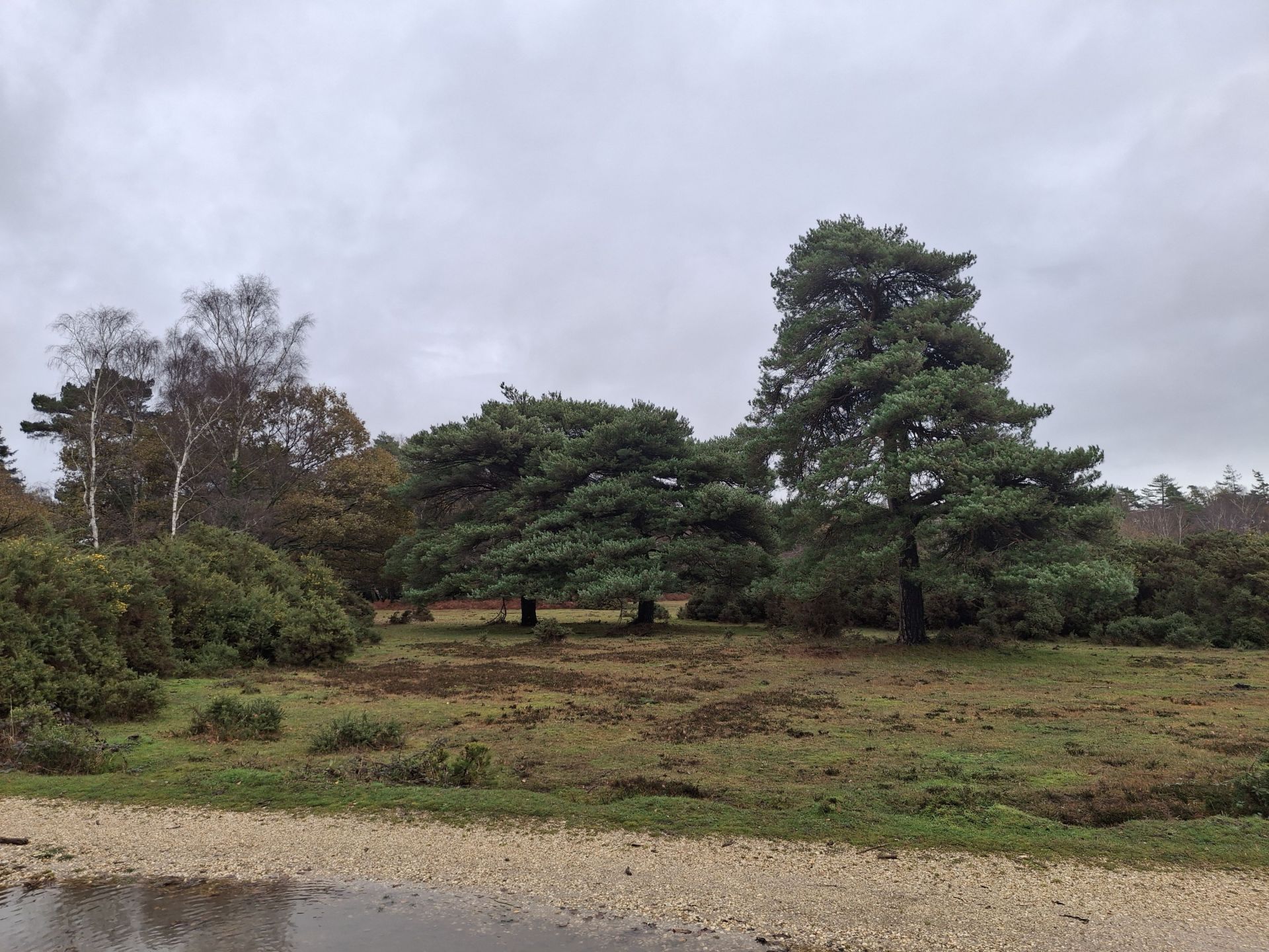 The view as we enter Lodge Heath