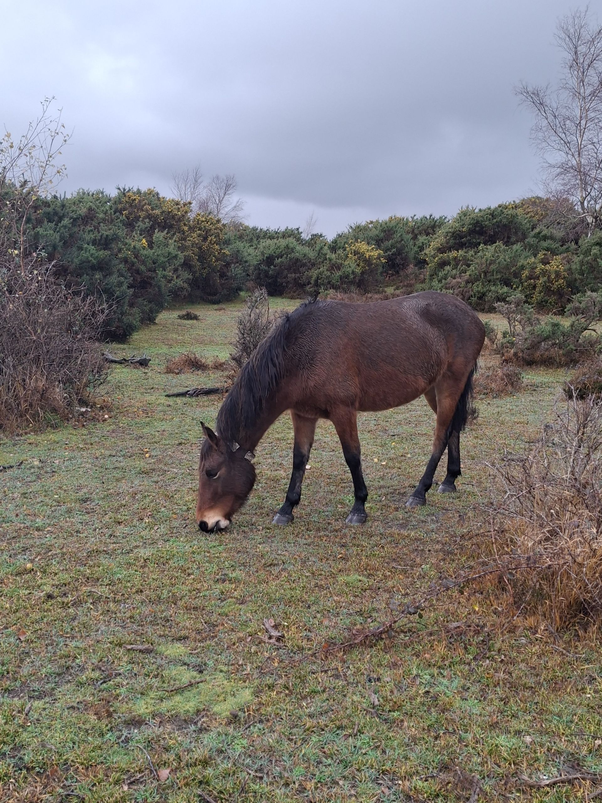 A New Forest pony on Hatchet Moor.