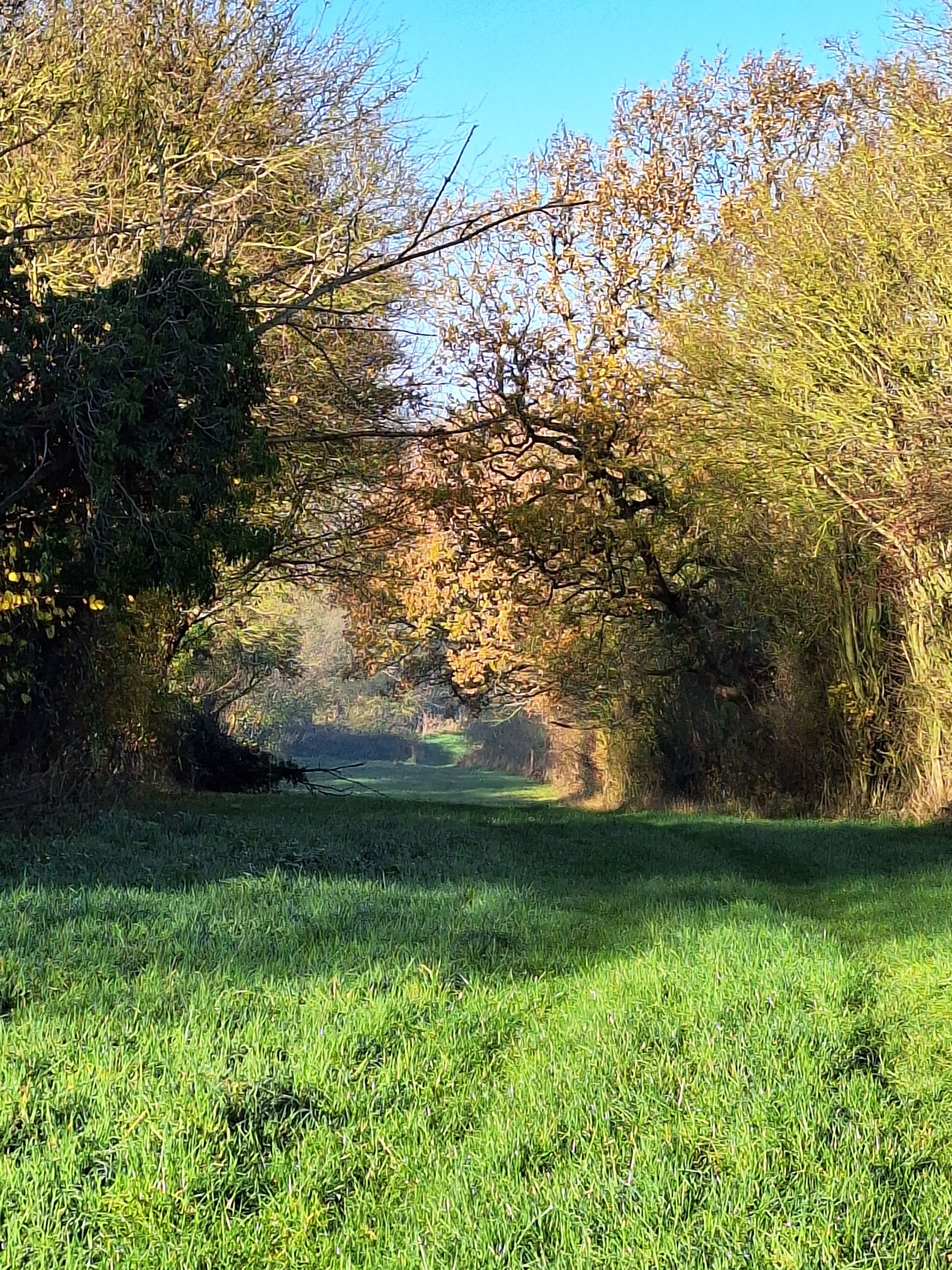 tree lined path near Buxhall