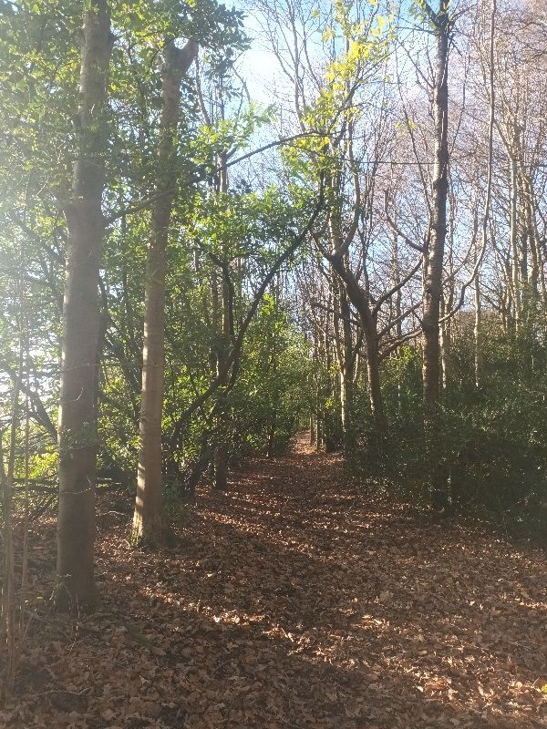 Woods near Daylesford