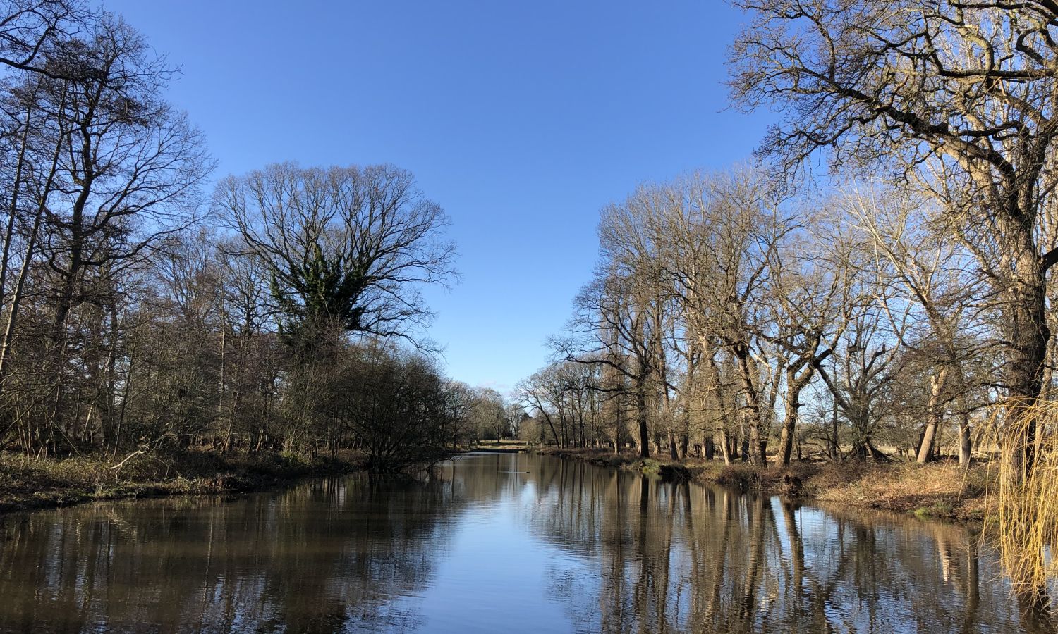 Trees reflected in lake at Bushy Park