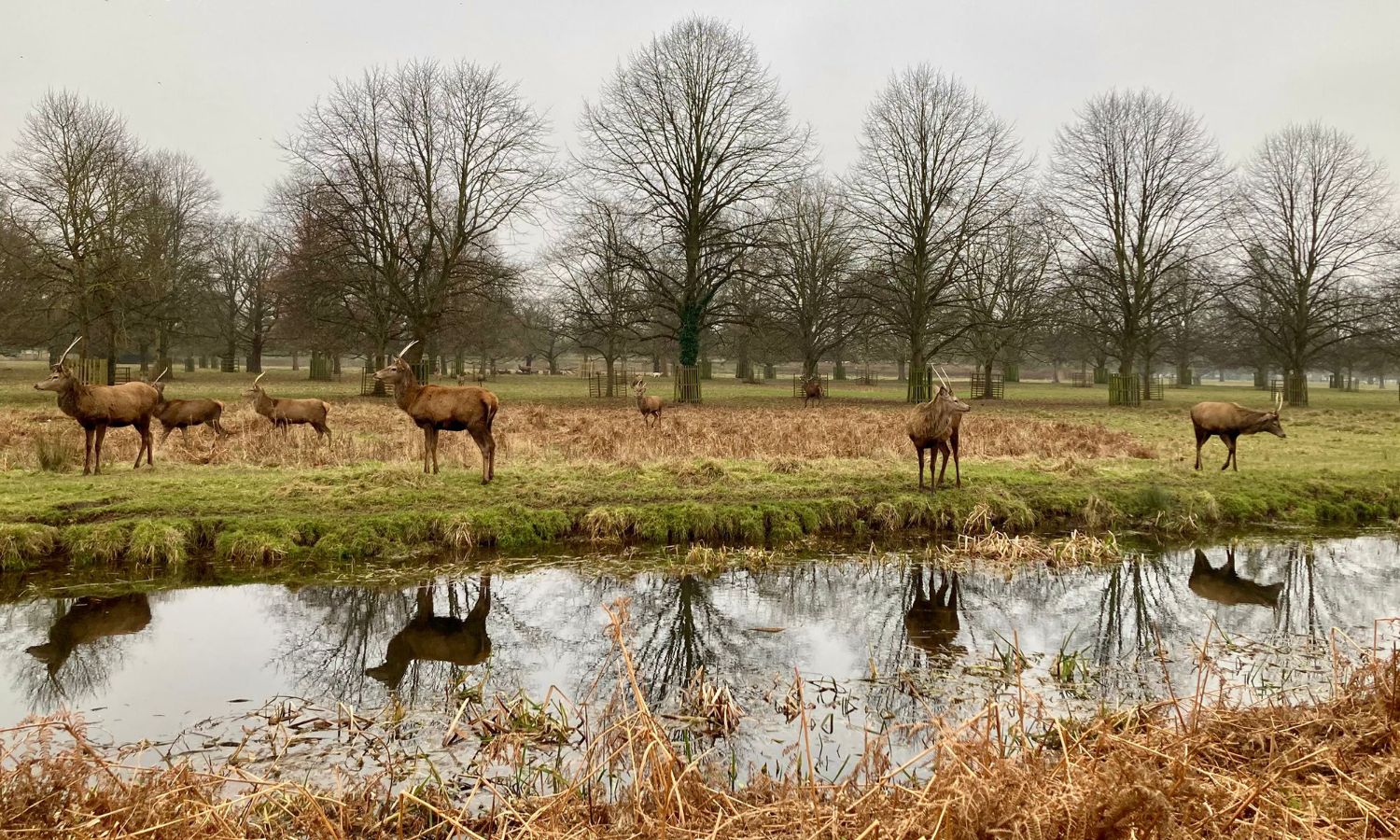 Deer at Bushy Park