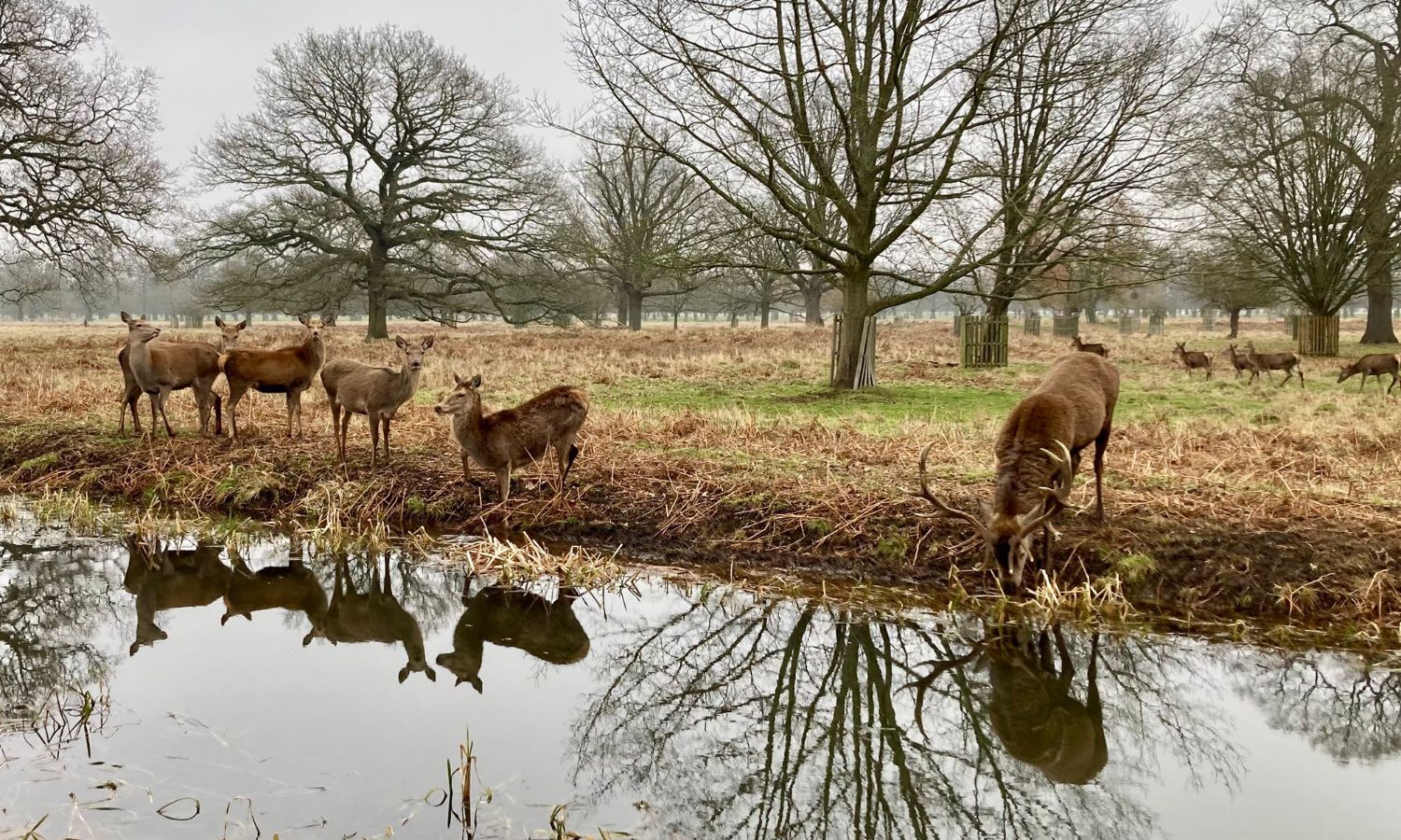 Deer at Bushy Park