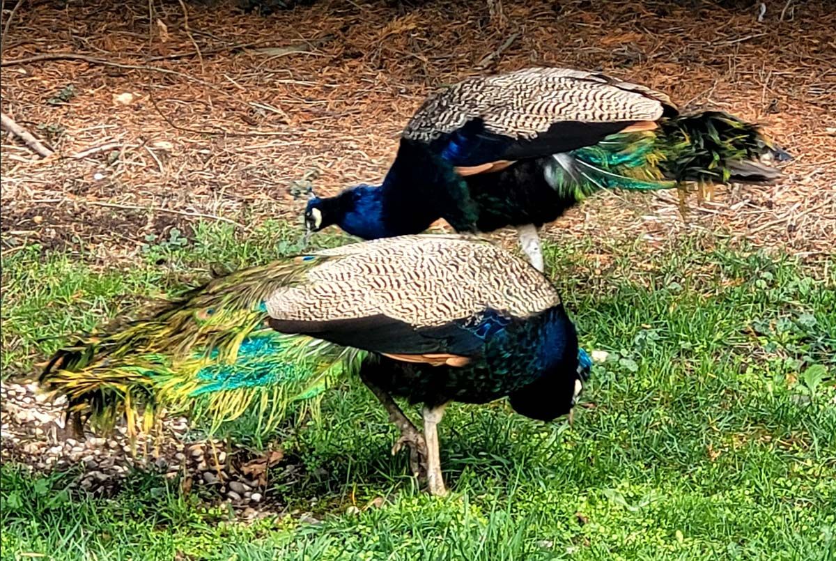 Peacocks