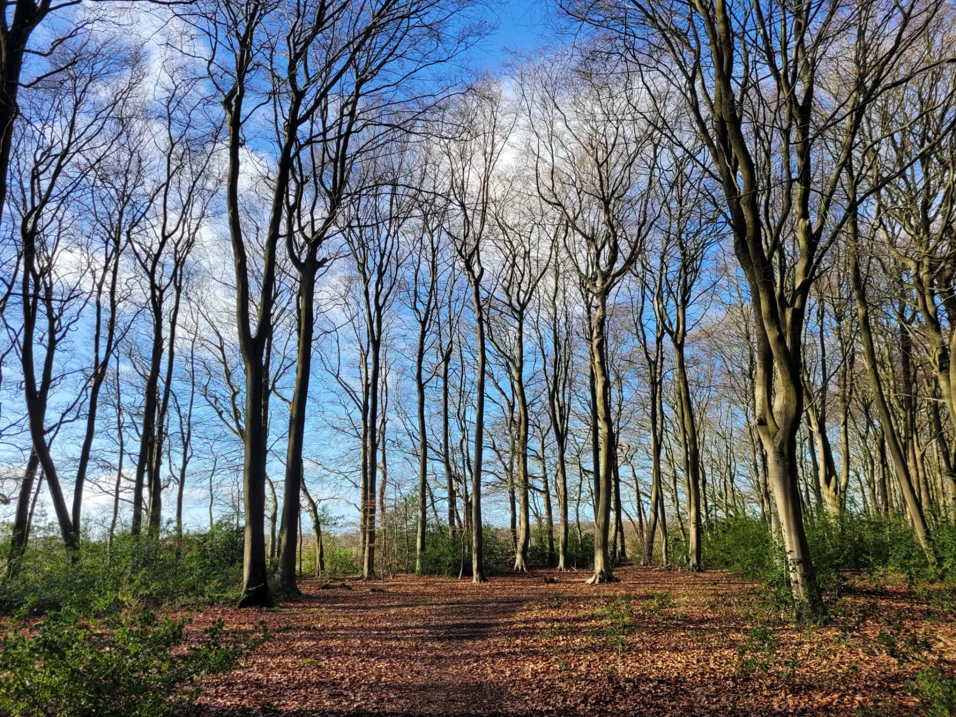 Photo of woodland on a sunny day